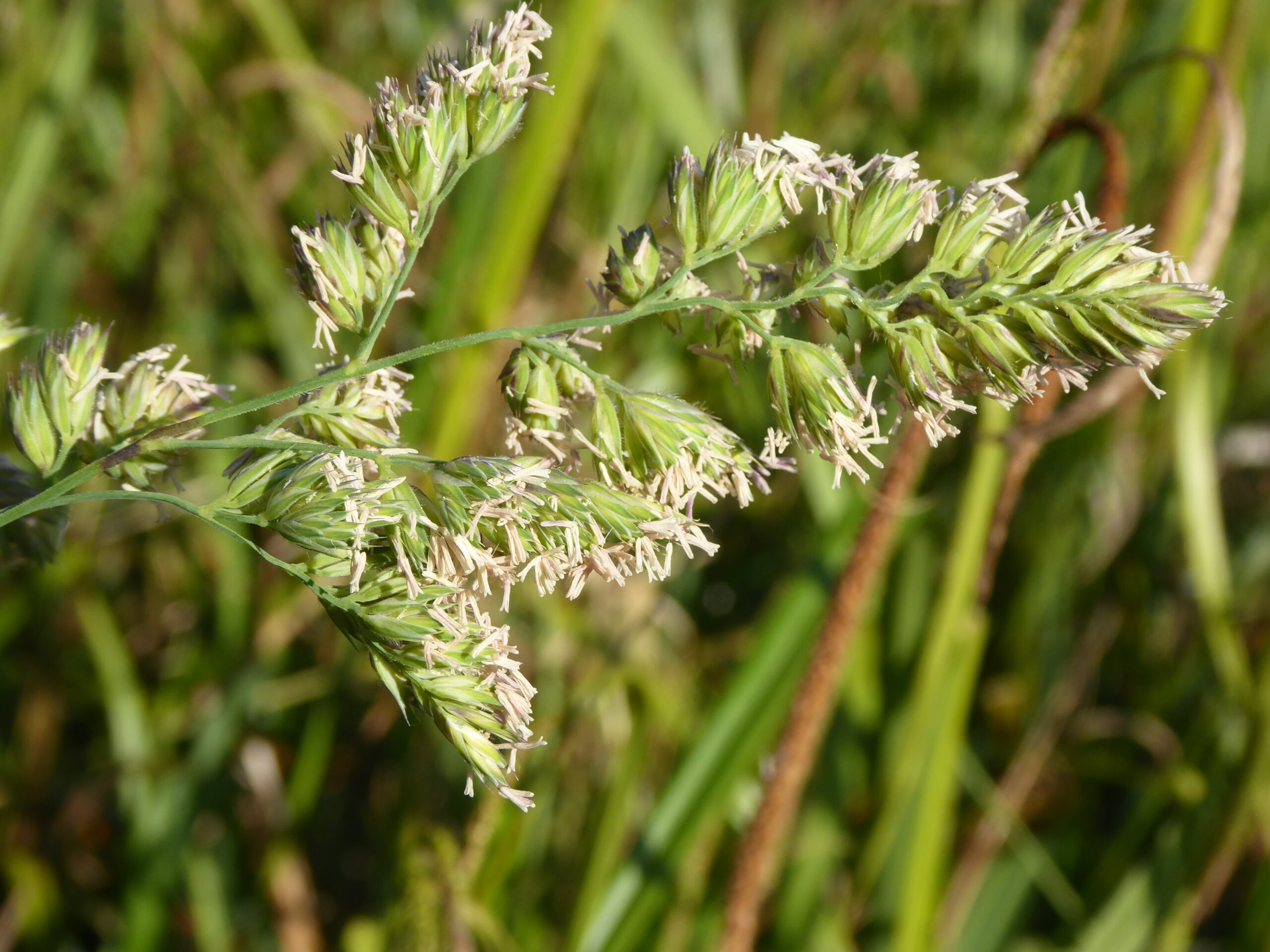 Cocksfoot Grass (Dactylis glomerata)