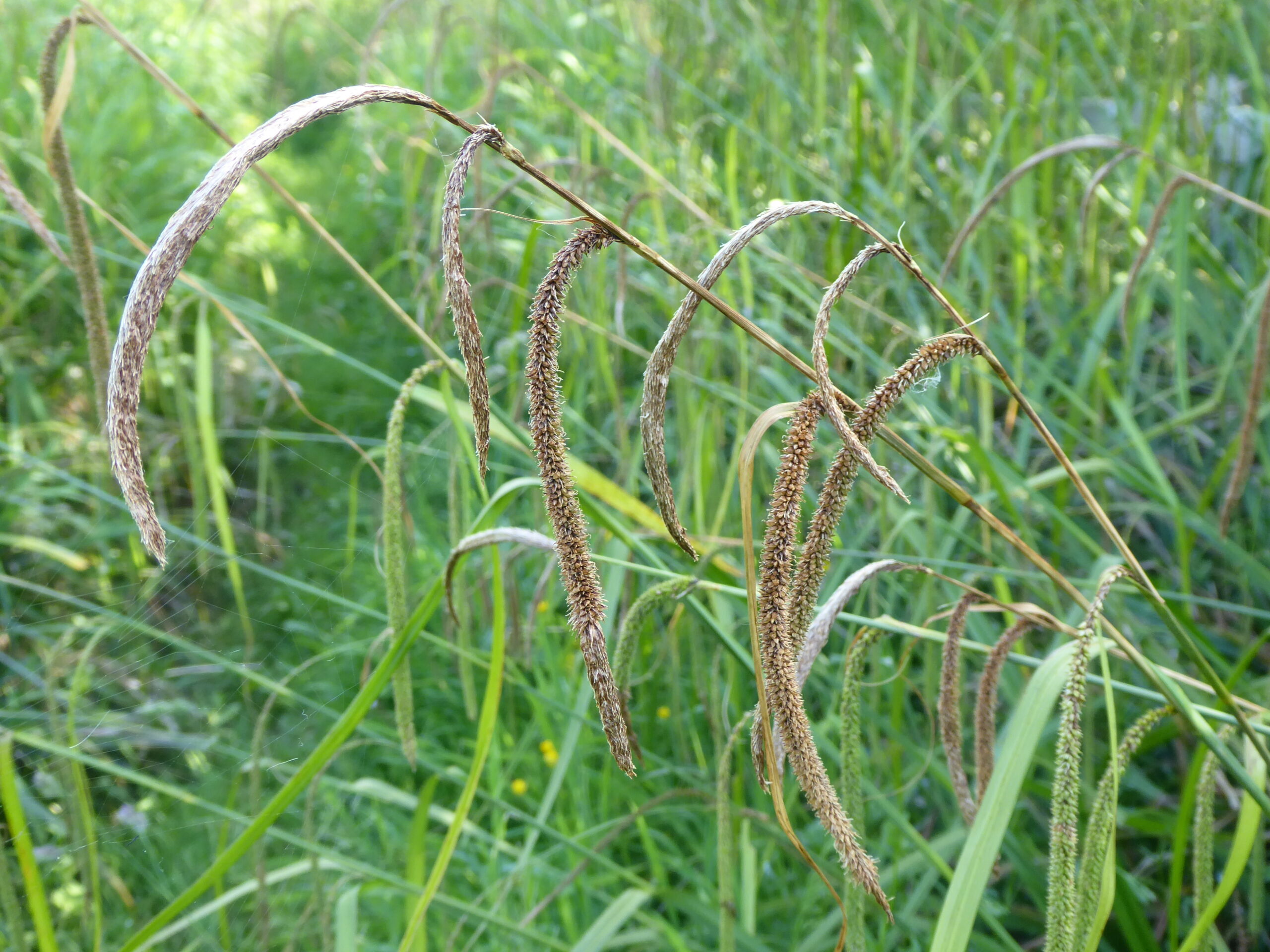 Pendulous Sedge (Carex pendula)