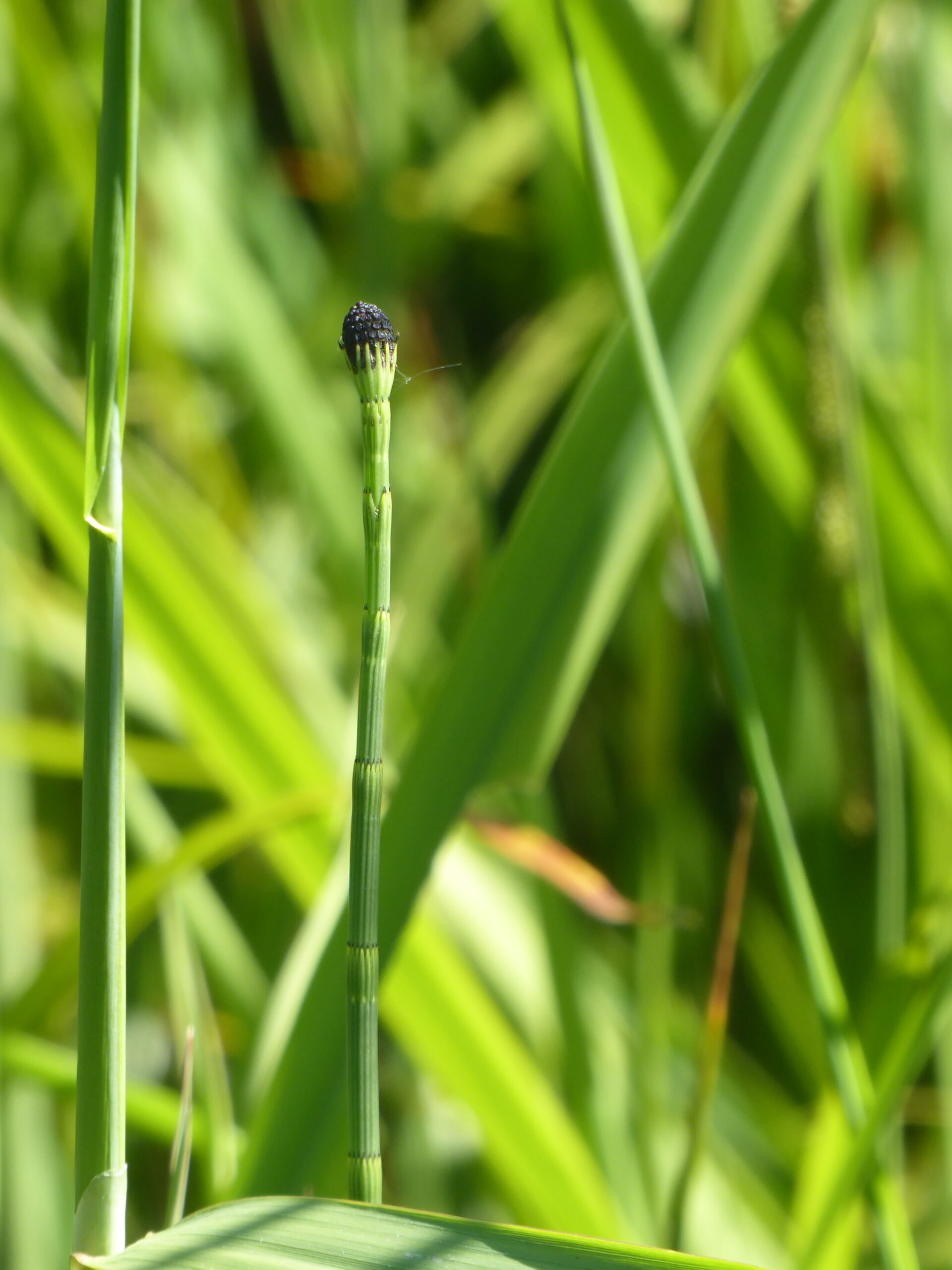 Water Horsetail (Equisteum fluviatile)