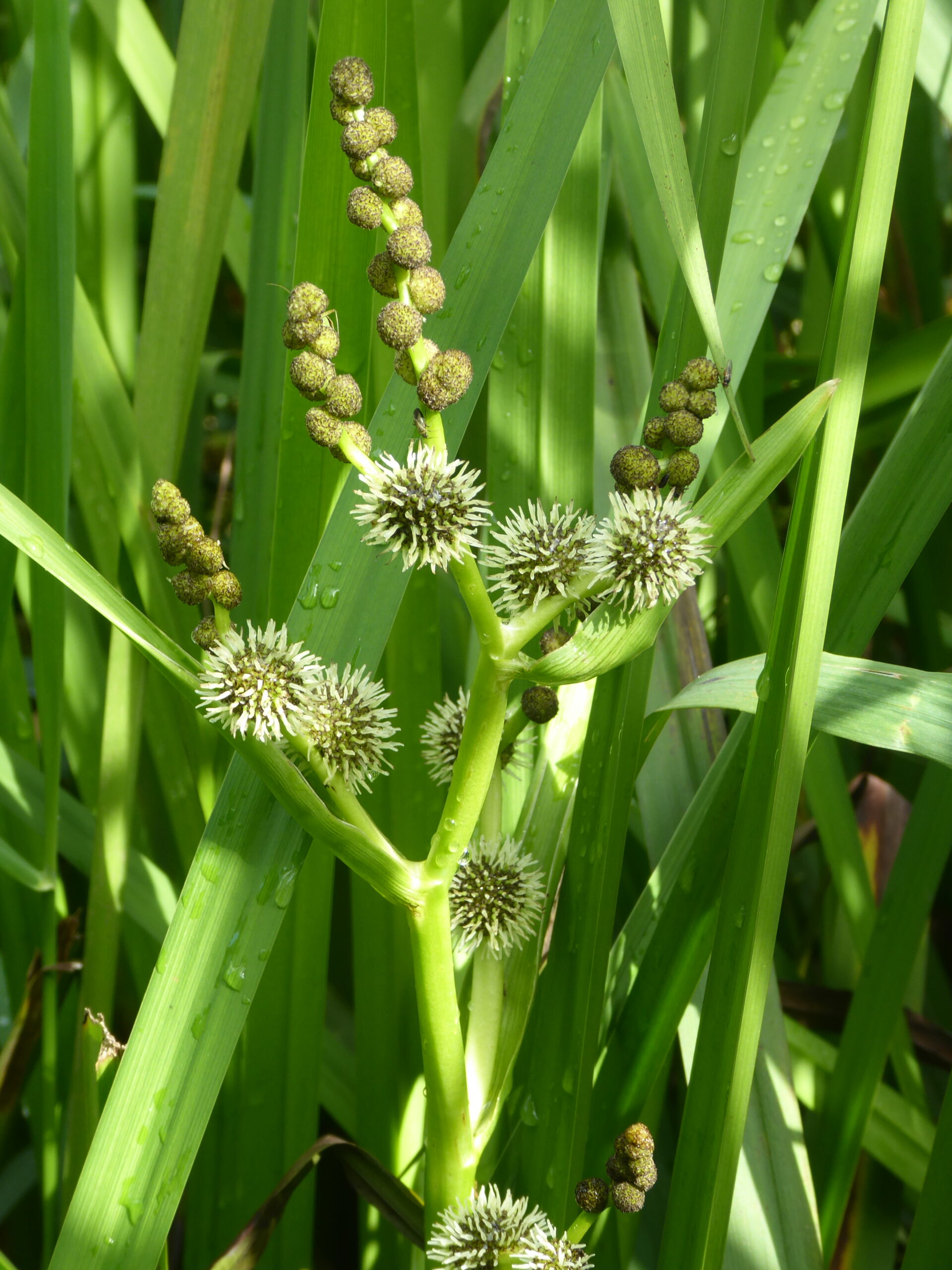 Branched Burr-reed (Sparganium erectum)