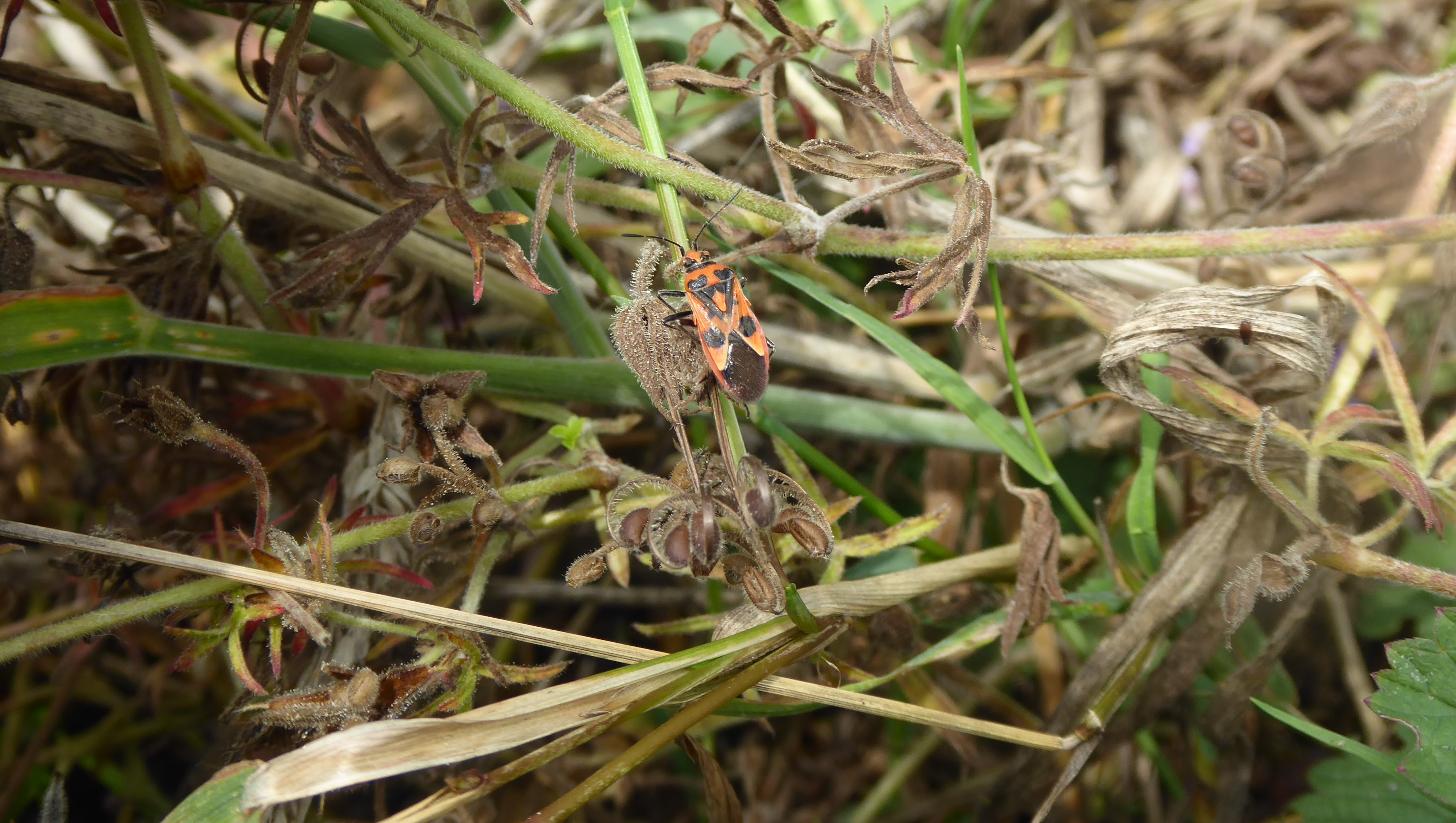 Two bugs – Cinnamon Bug and Thick-legged Flower Beetle