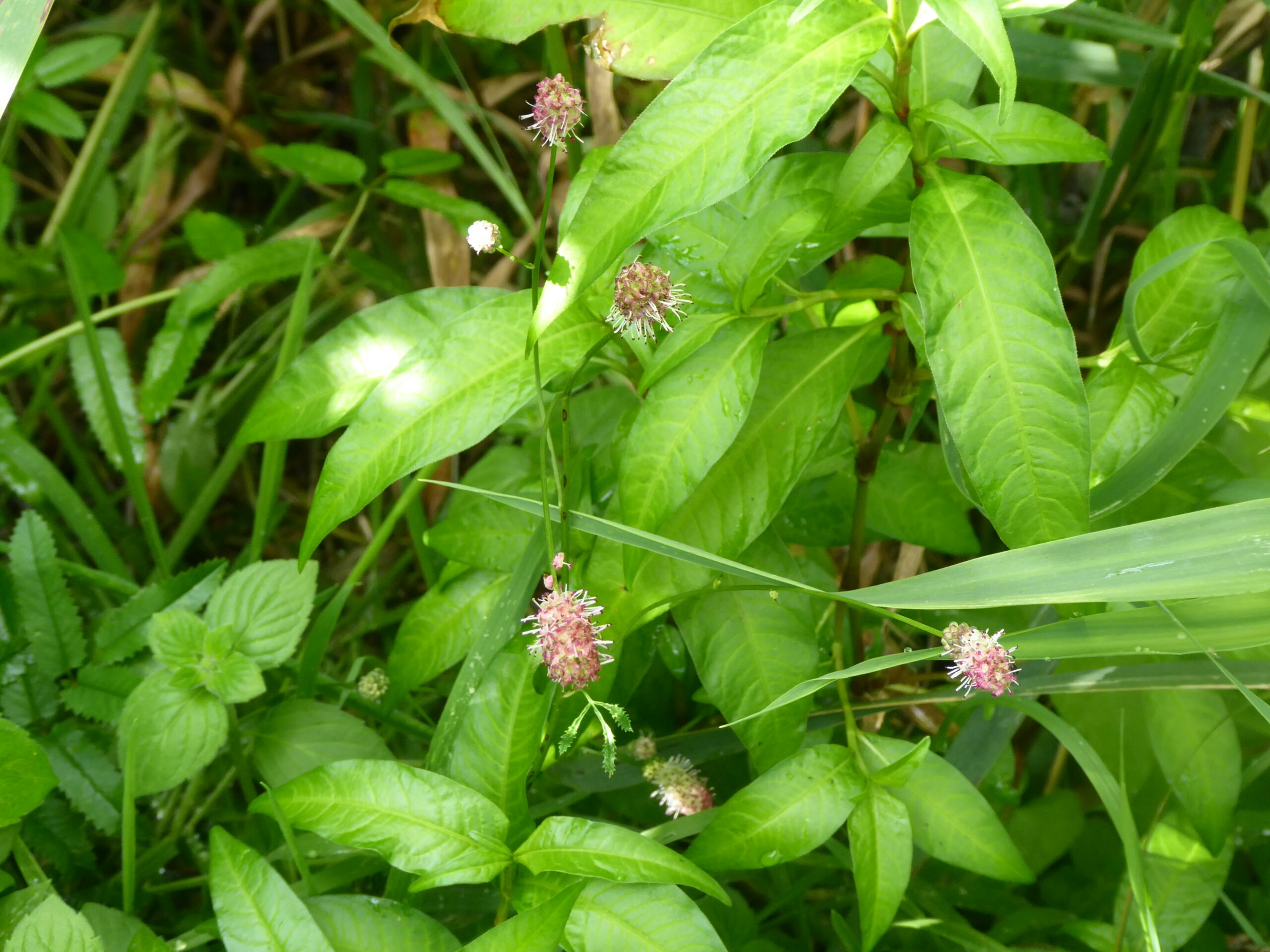 Caught-out!  Great Burnet (Sanguisorba officinalis ‘Pink Tanna’)