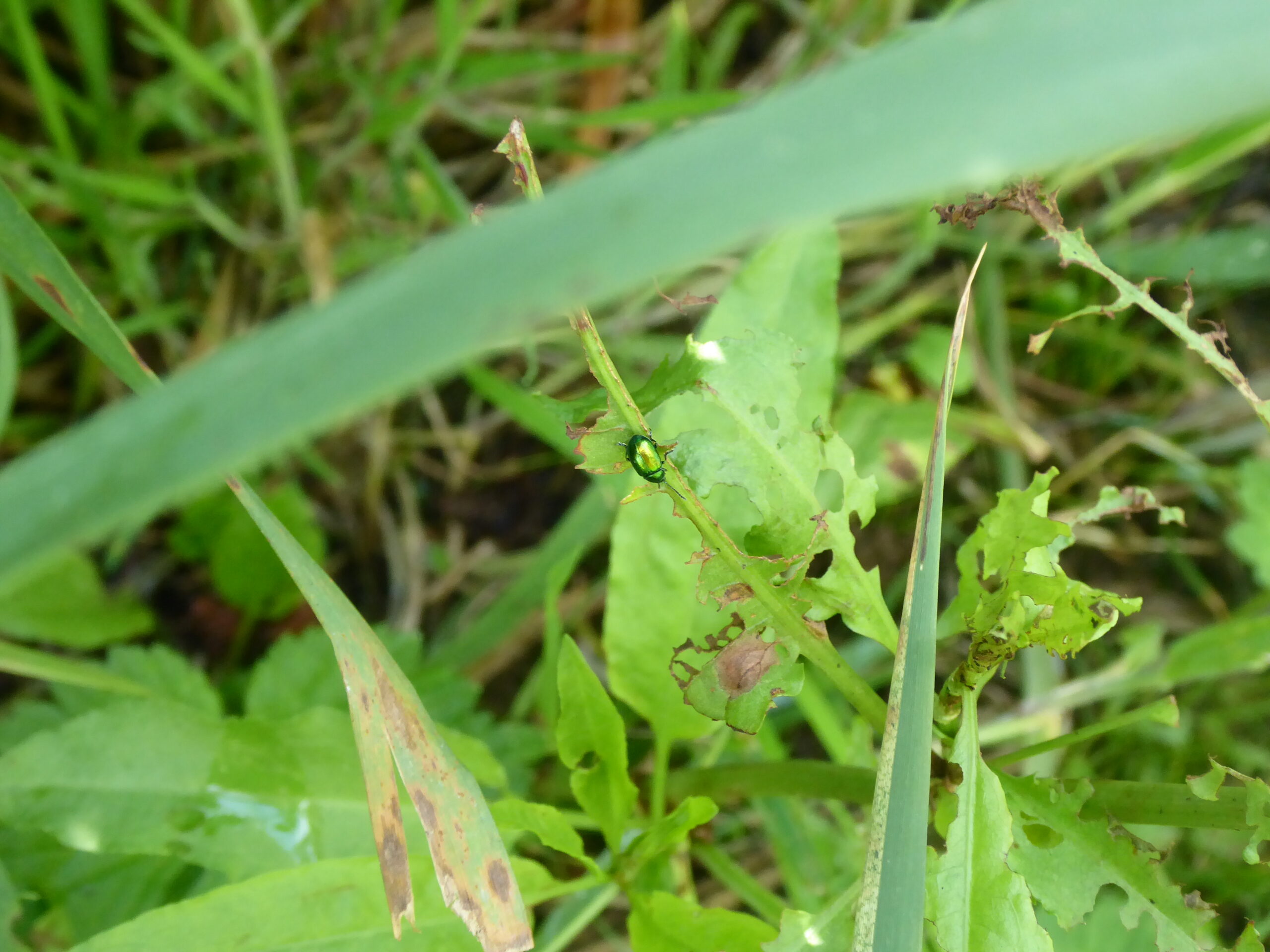 Common Green Bottle and Green Dock Beetle