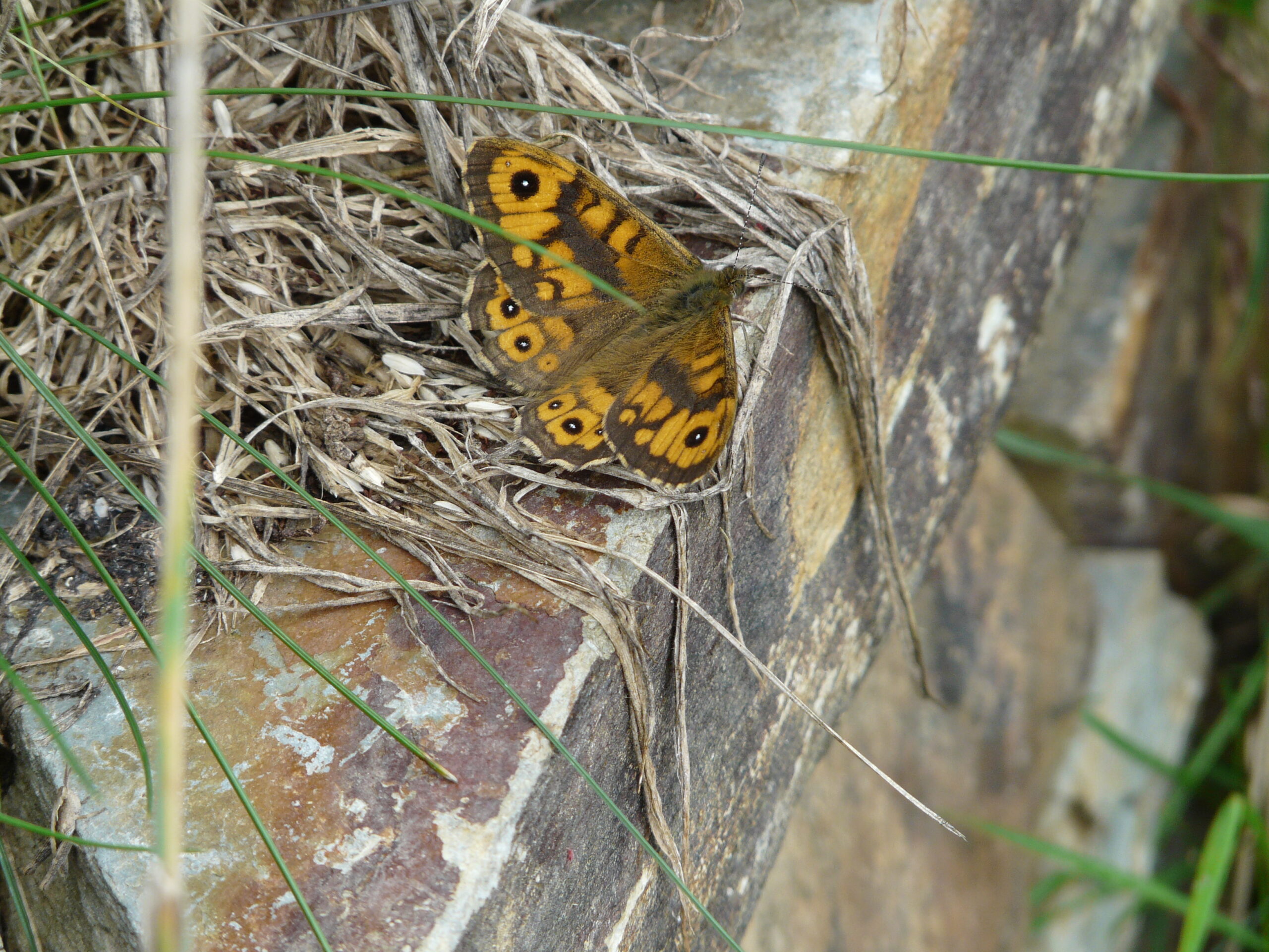 Brown Butterflies – Wall Brown and Meadow Brown