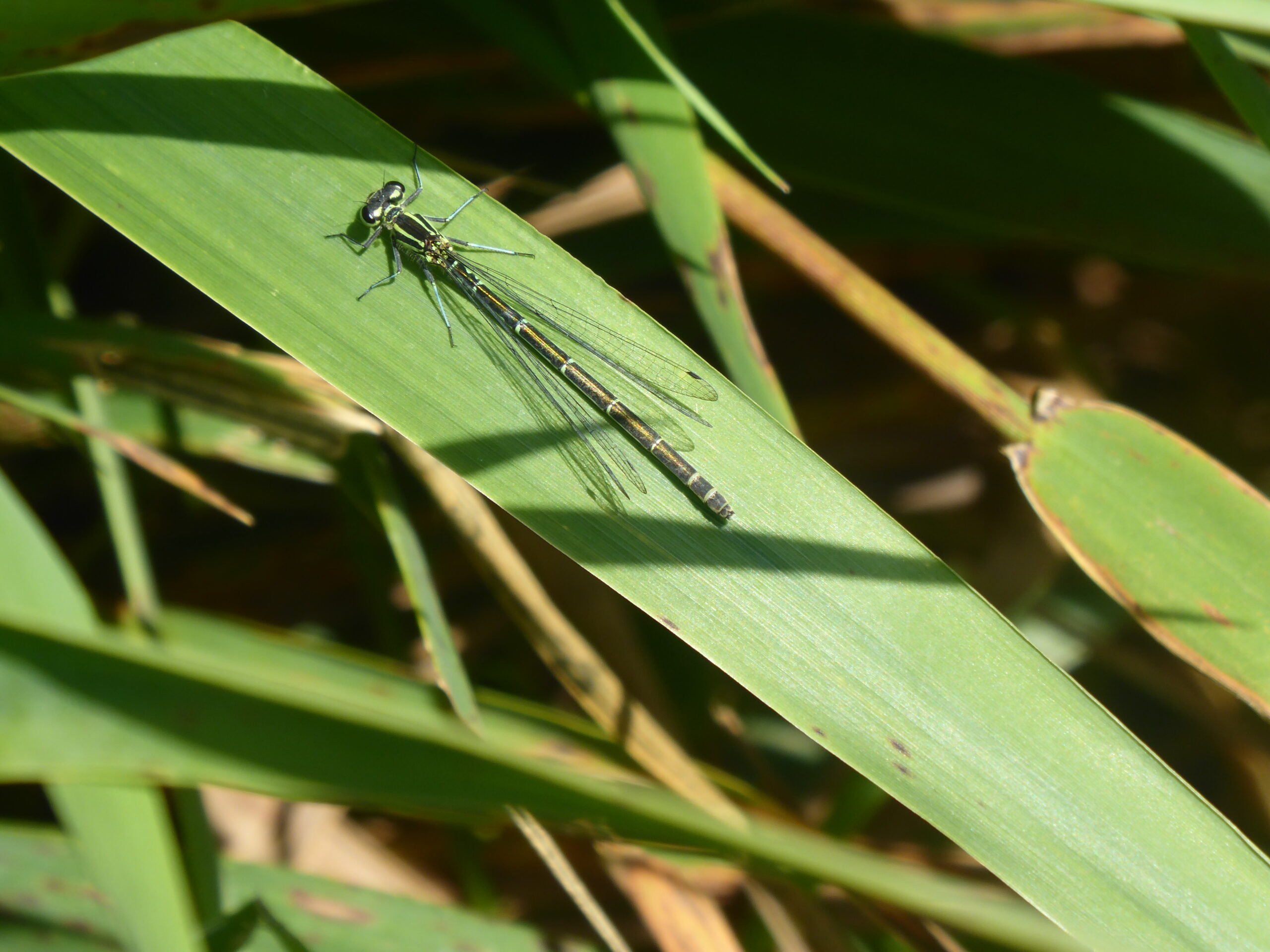 Female Azure Damselfly and Male Common Darter