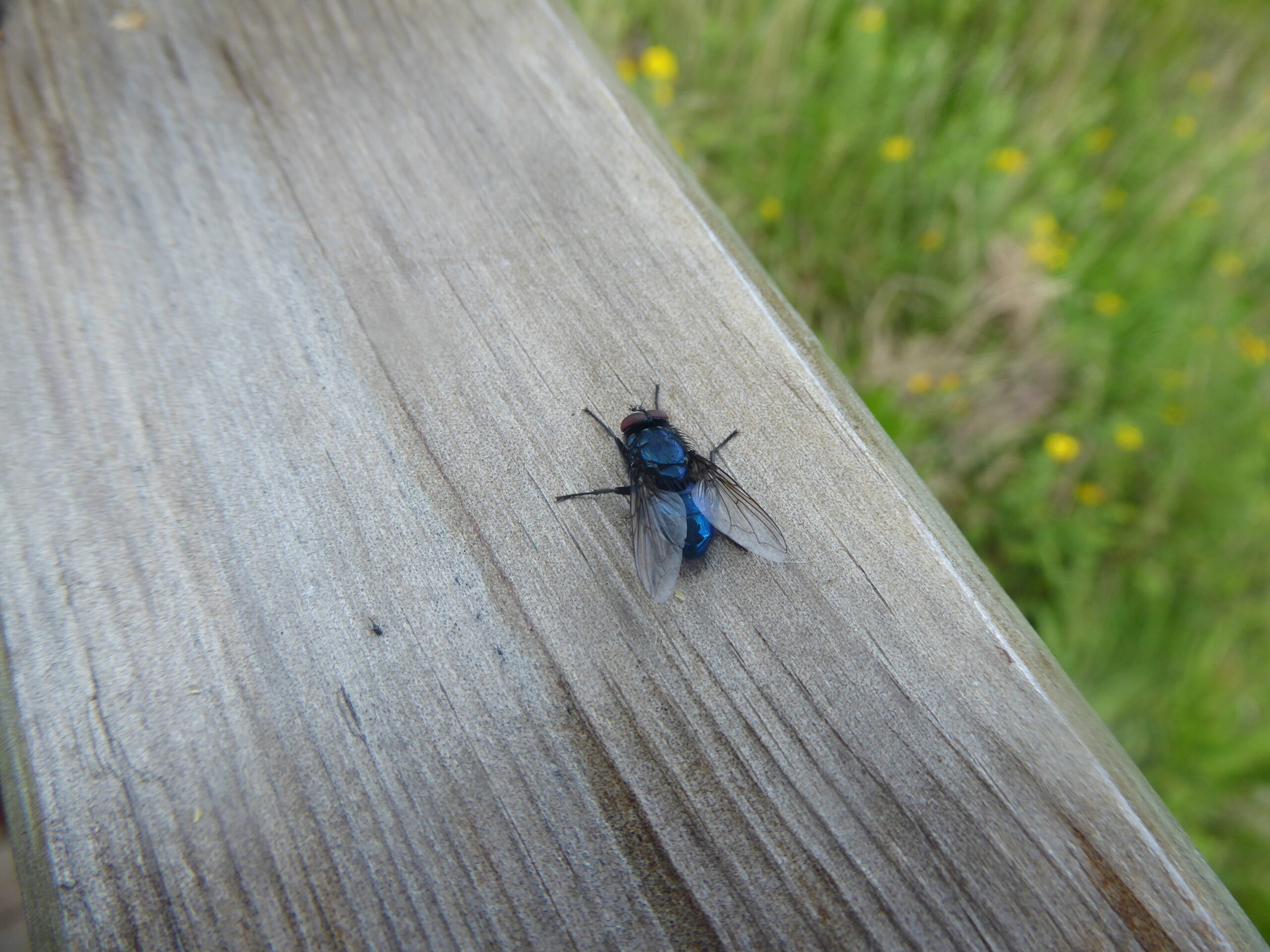 Common Bluebottle and Flesh Fly