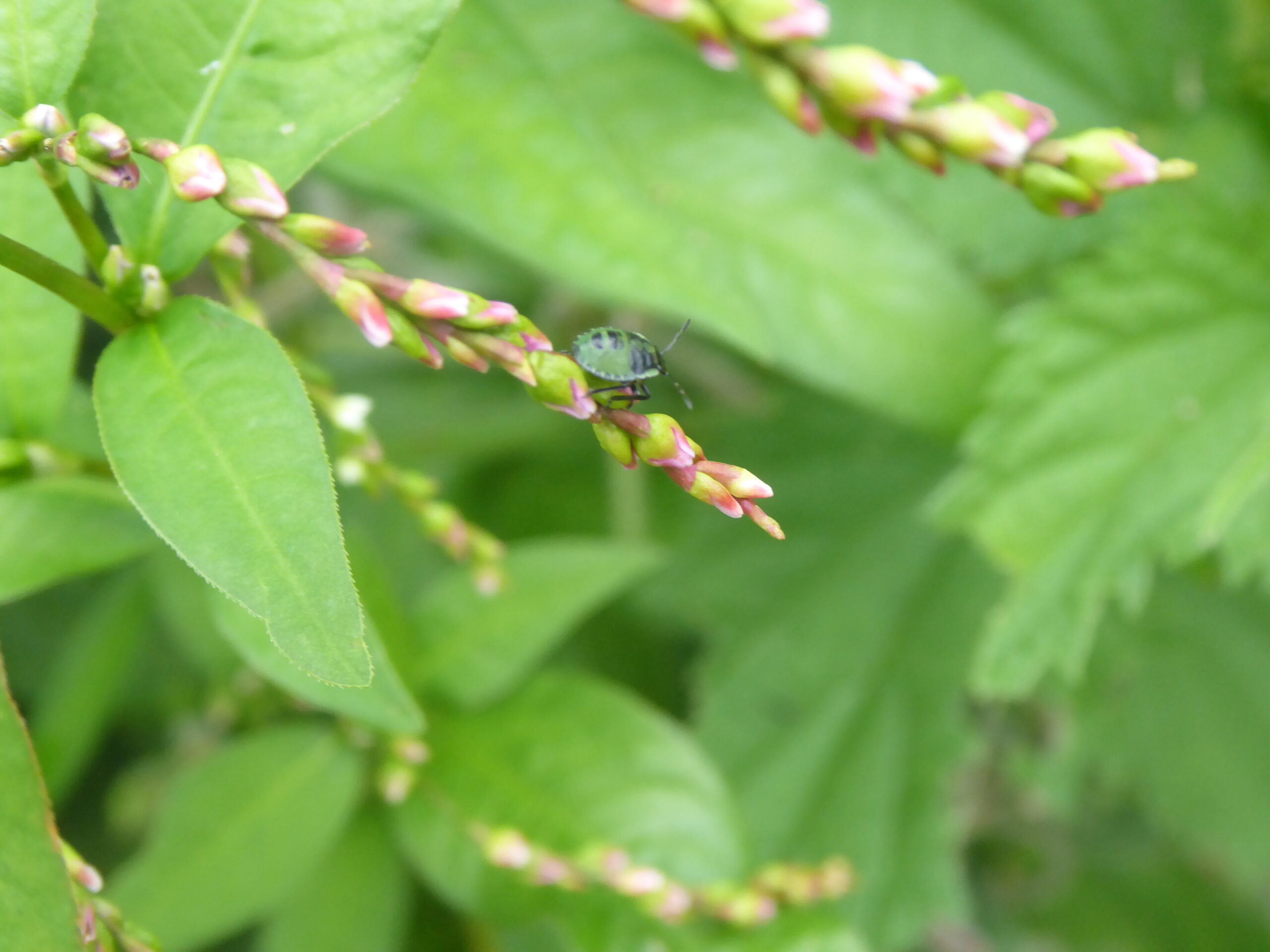 Common Green Shield Bug – 4th Instar