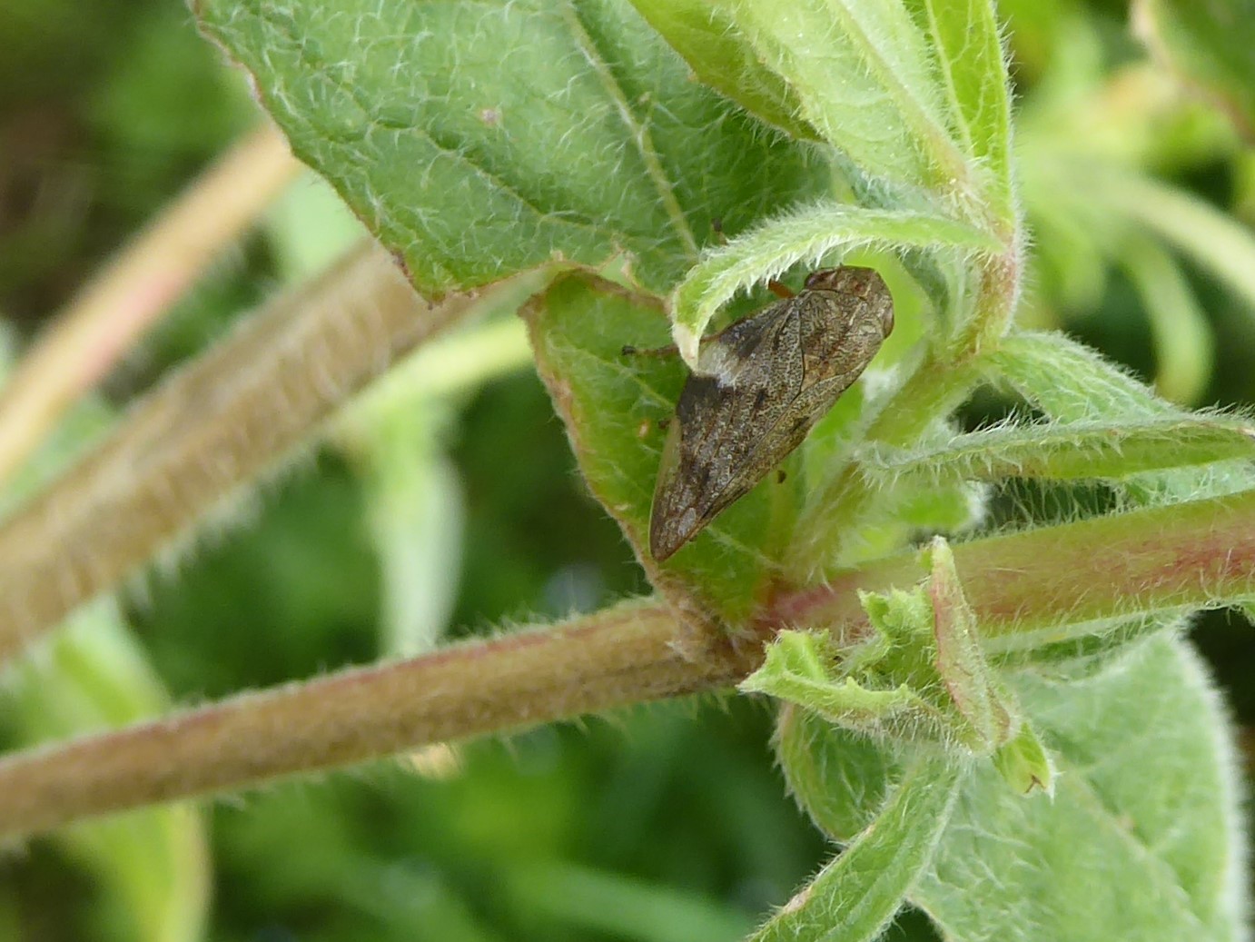 What on earth is a Froghopper?