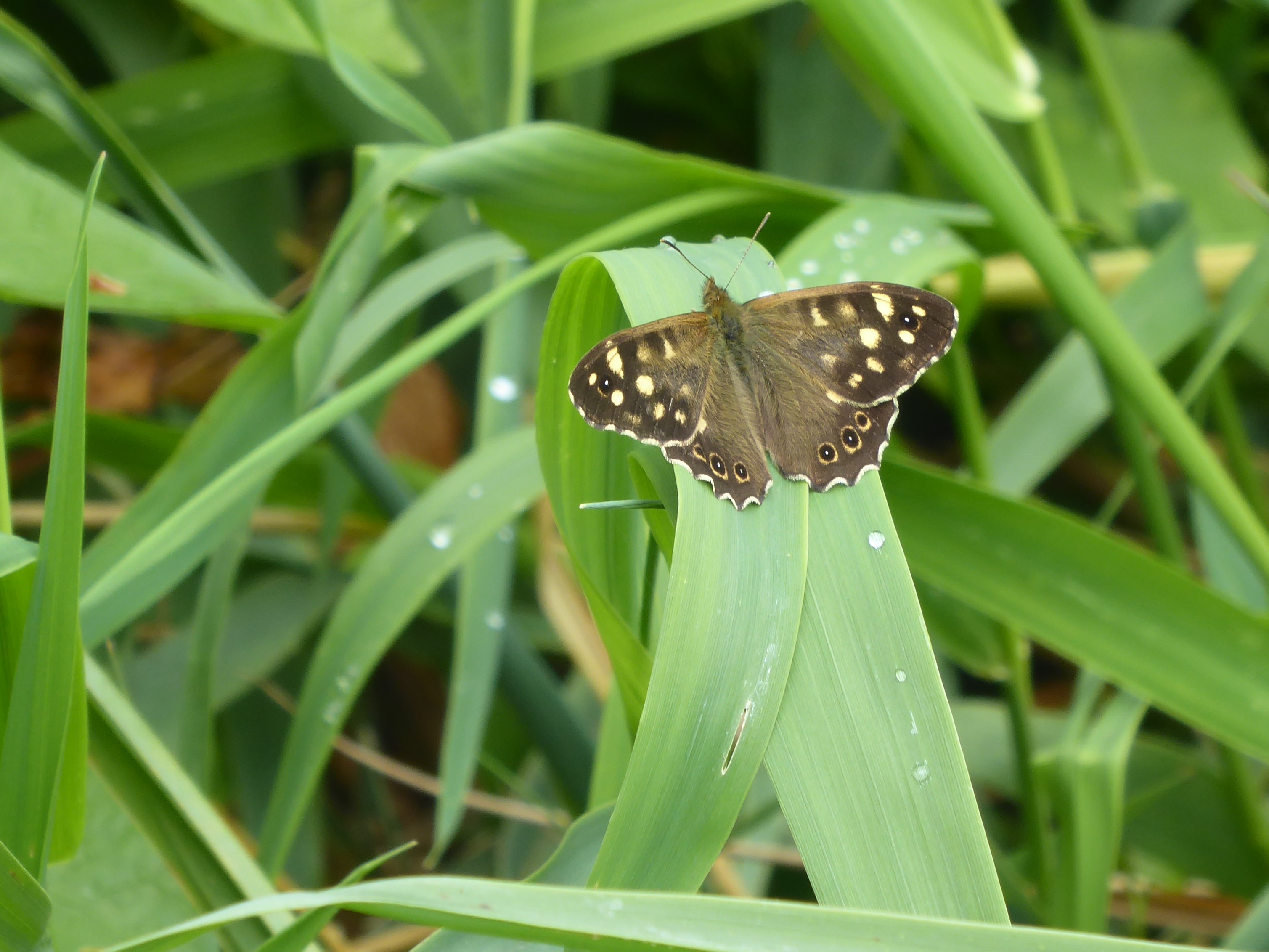 The Big Butterfly Count 2023 – Speckled Wood and Gatekeeper