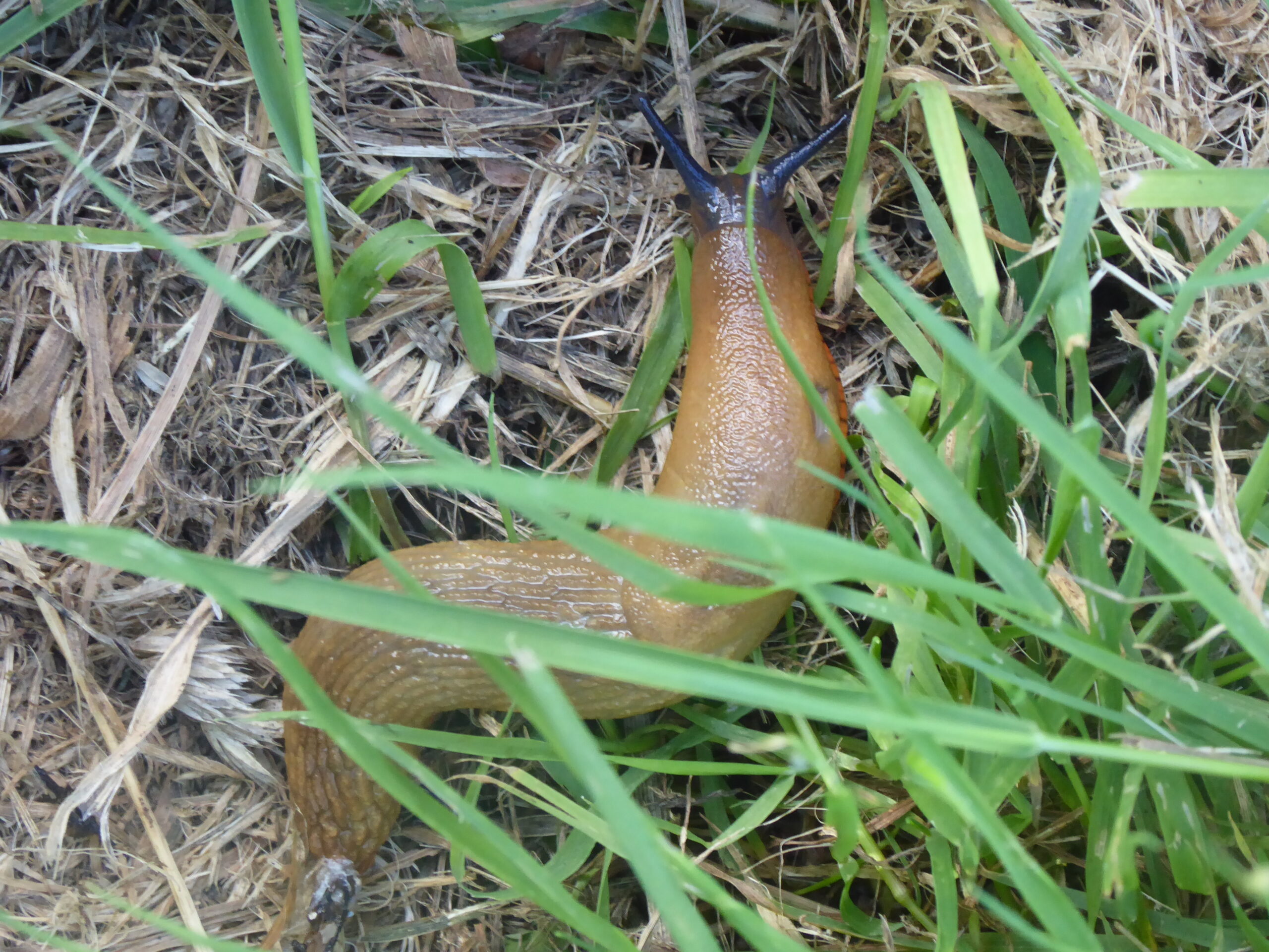 Two slugs – Spanish Slug and Large Red Slug