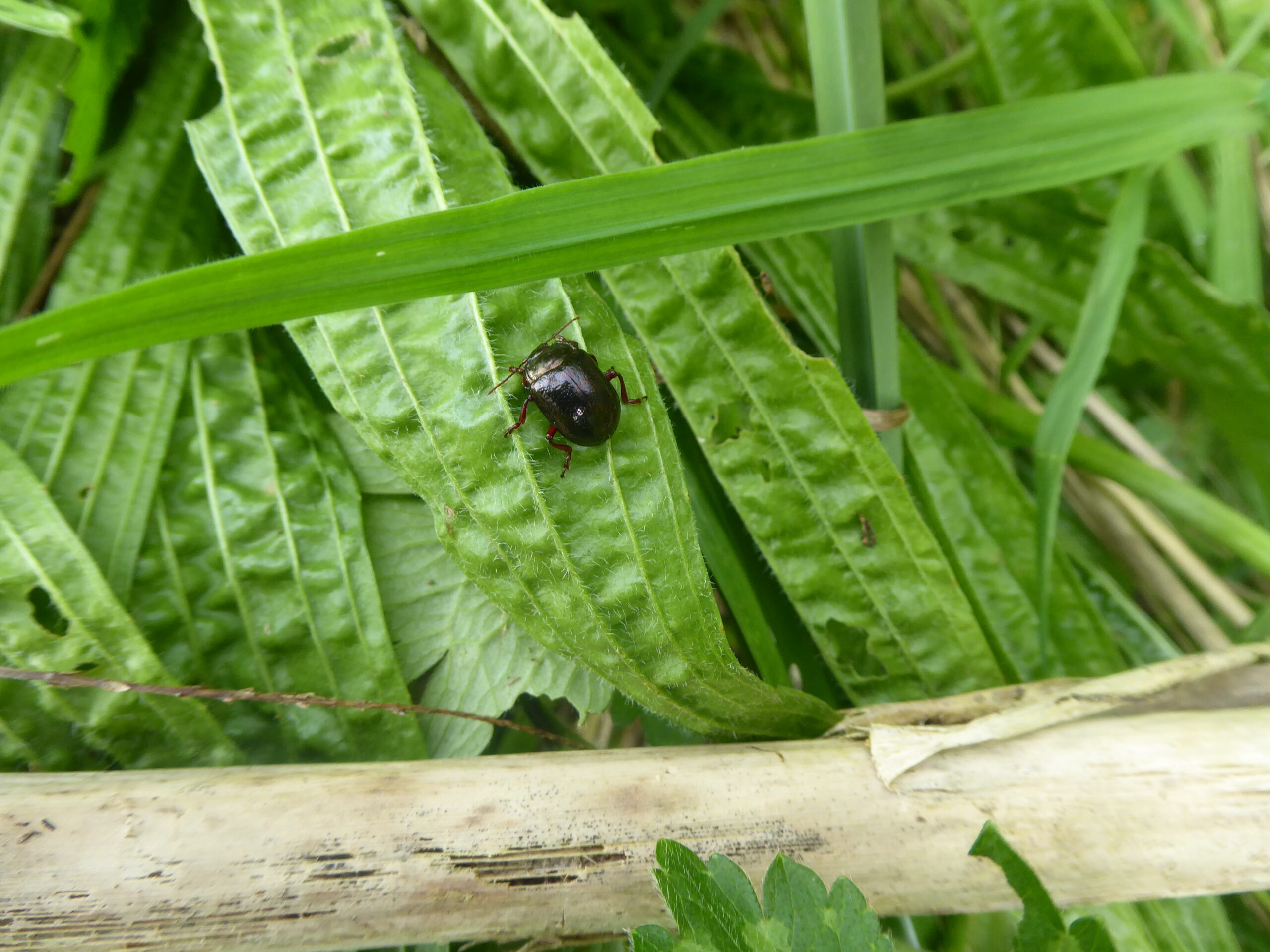Bronze Beetle (Chrysolina bankii – or banksii)