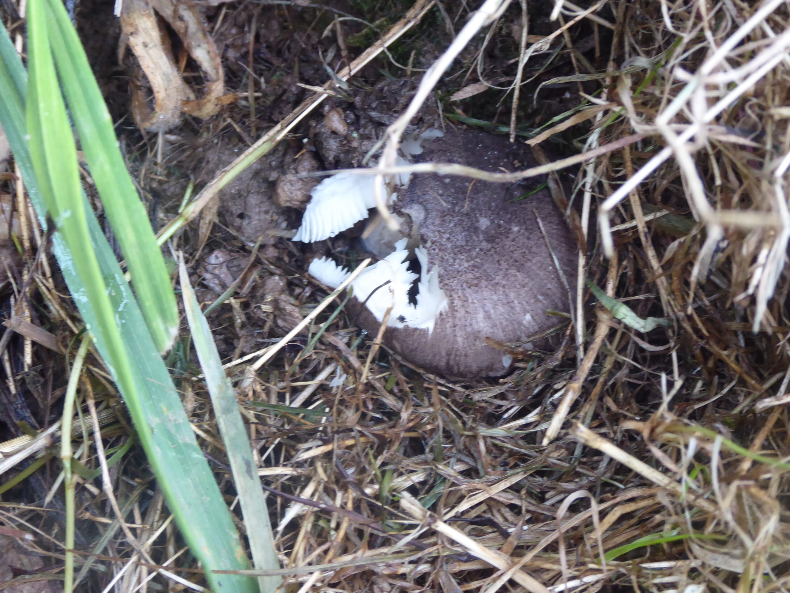 A Knight in the watermeadow – a Grey, Beech, or Ashen Knight (Tricholoma) Toadstool