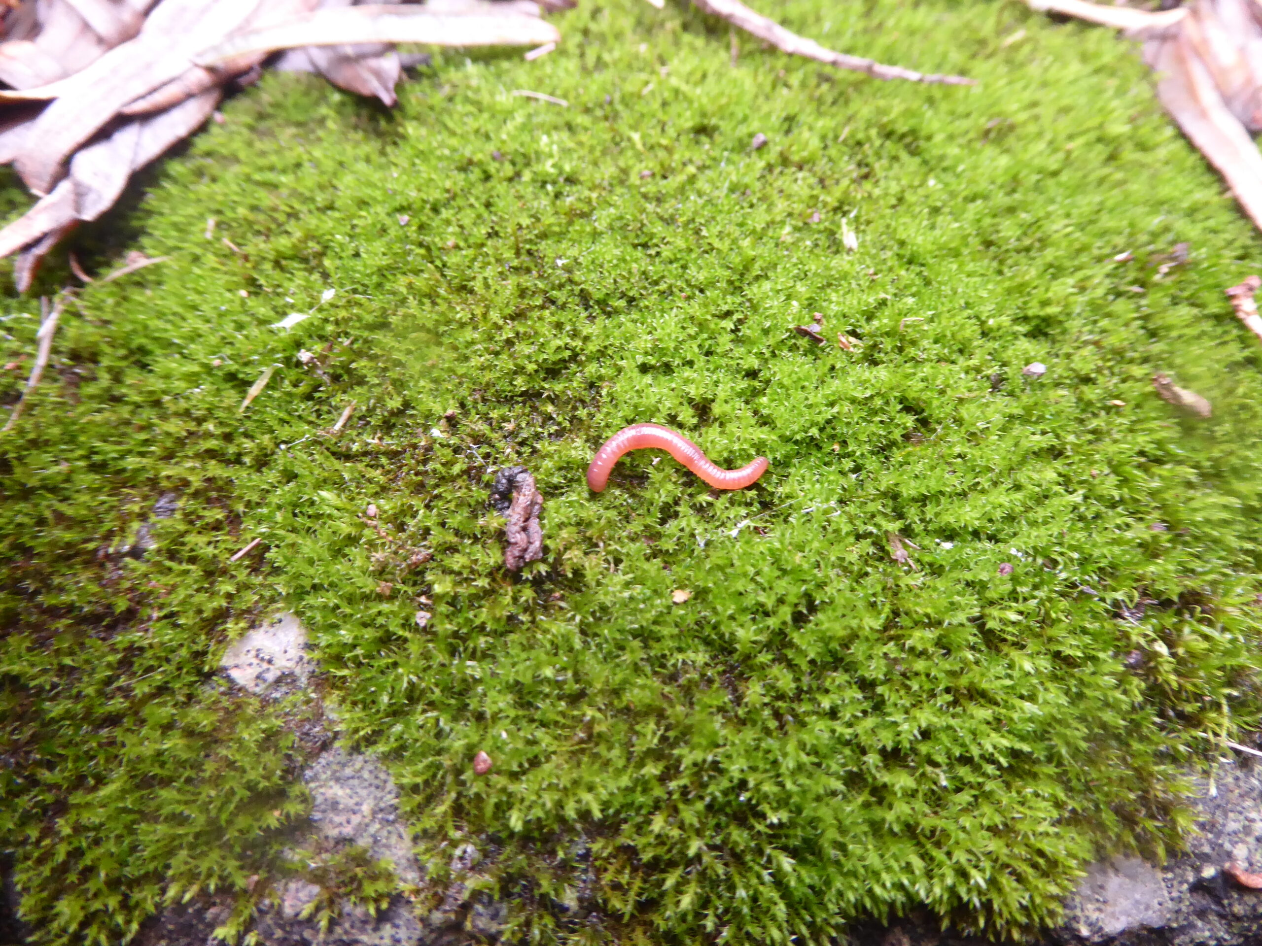 Earthworm and mosses