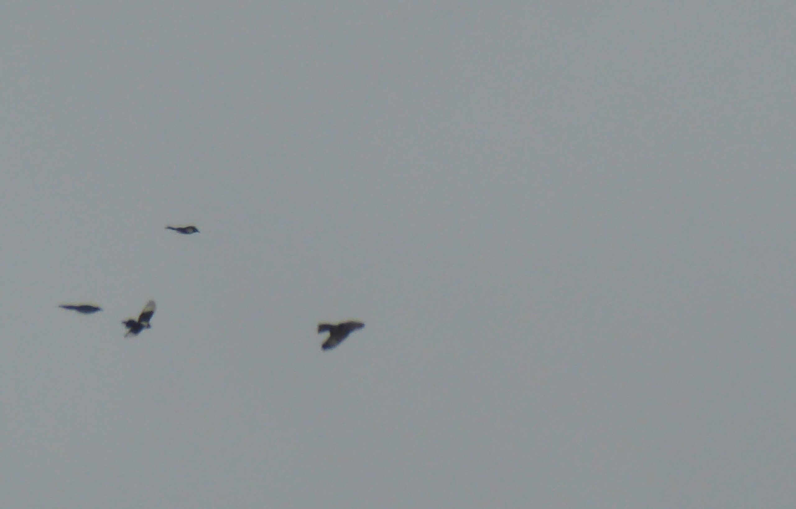 Magpies mobbing a buzzard