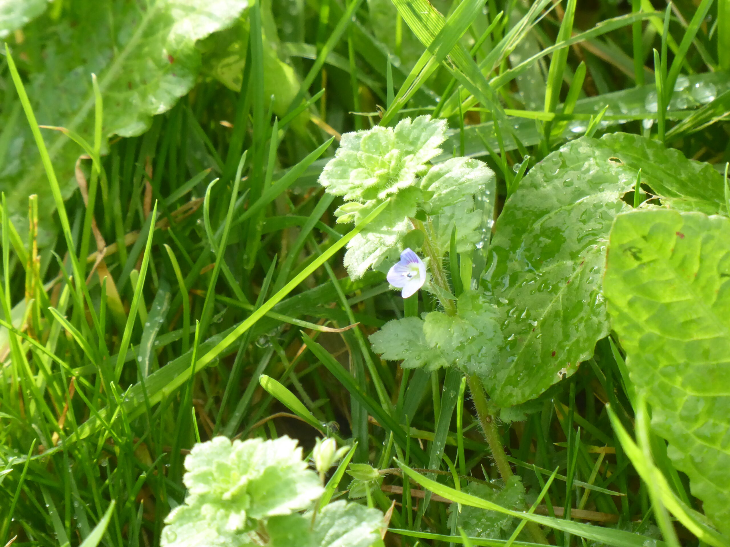 Common Field-speedwell (Veronica persica) and Thyme-leaved Speedwell (Veronica serpyllifolia)