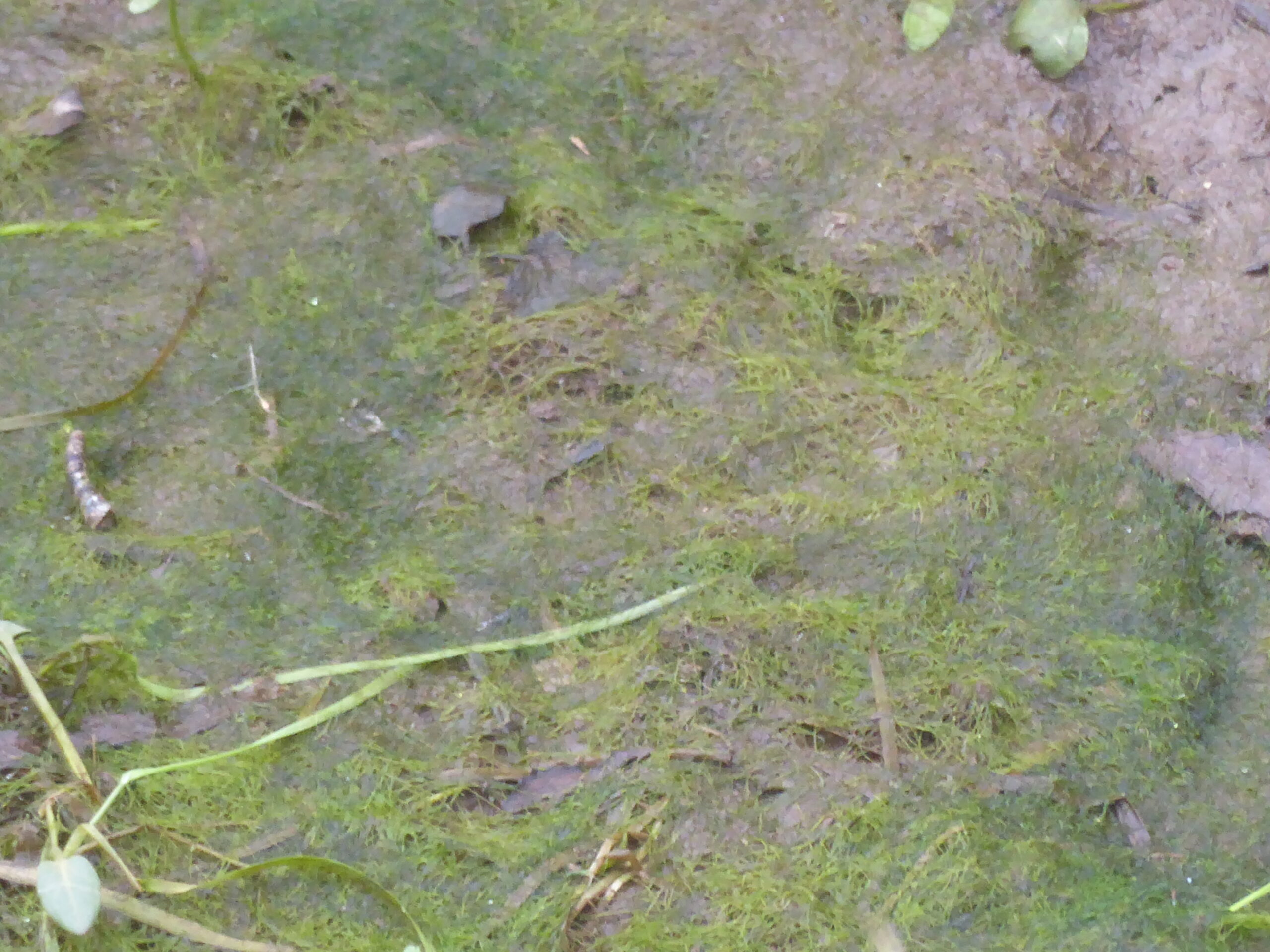 A puddle of mud – Filamentous Algae