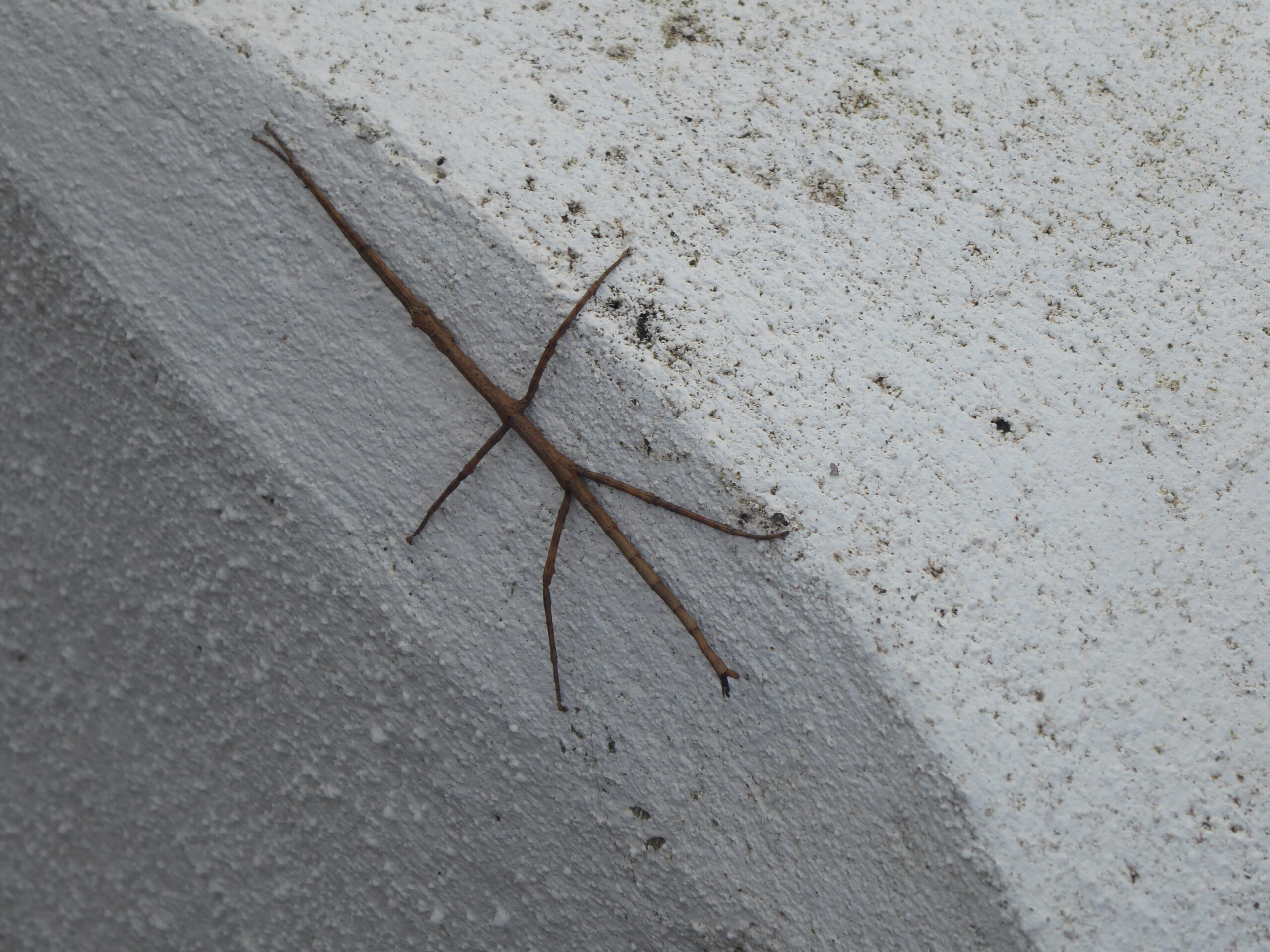 Unarmed Stick-insect (Acanthoxyla inermis)