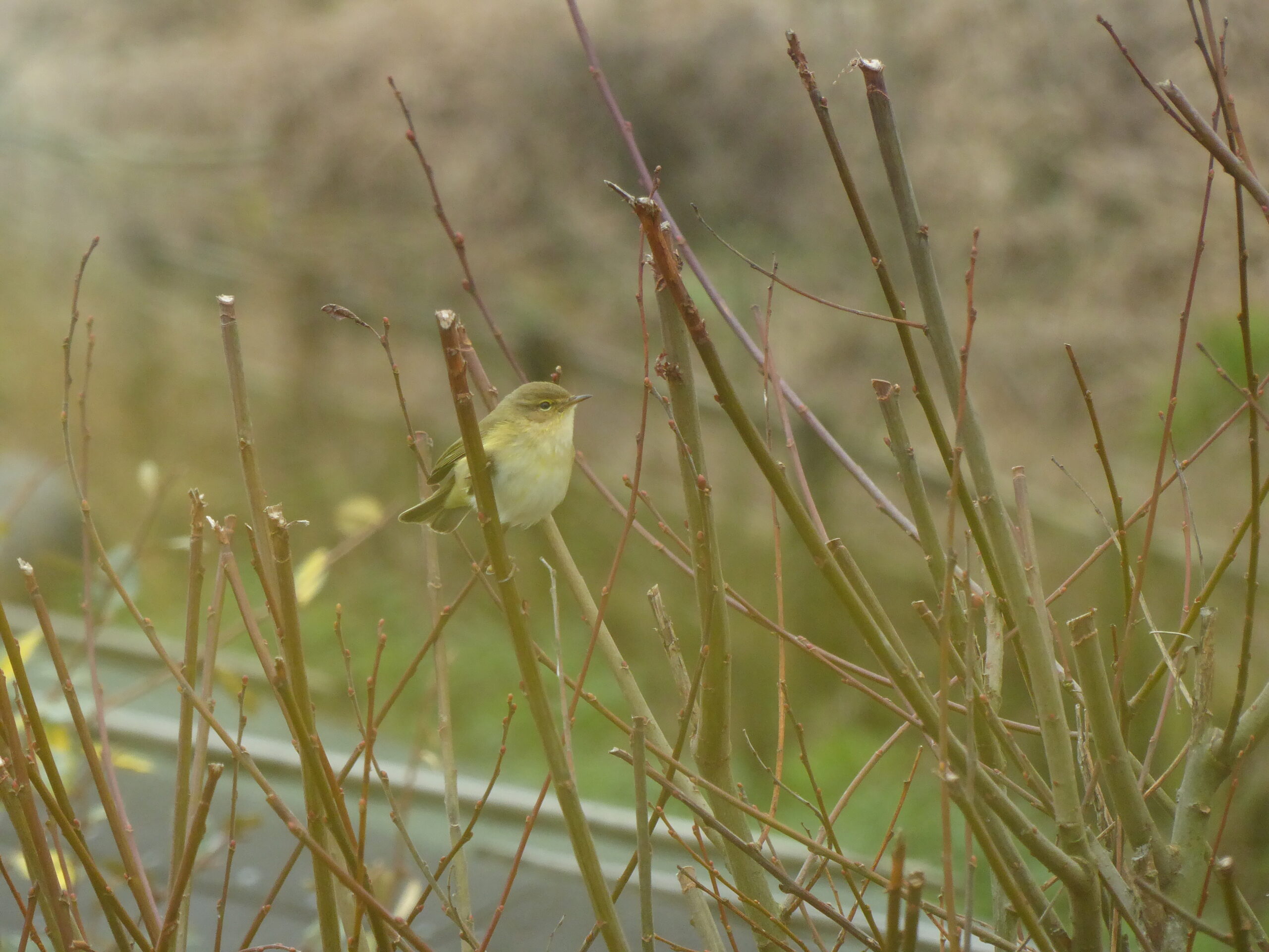Chiff-chaff or Willow Warbler?