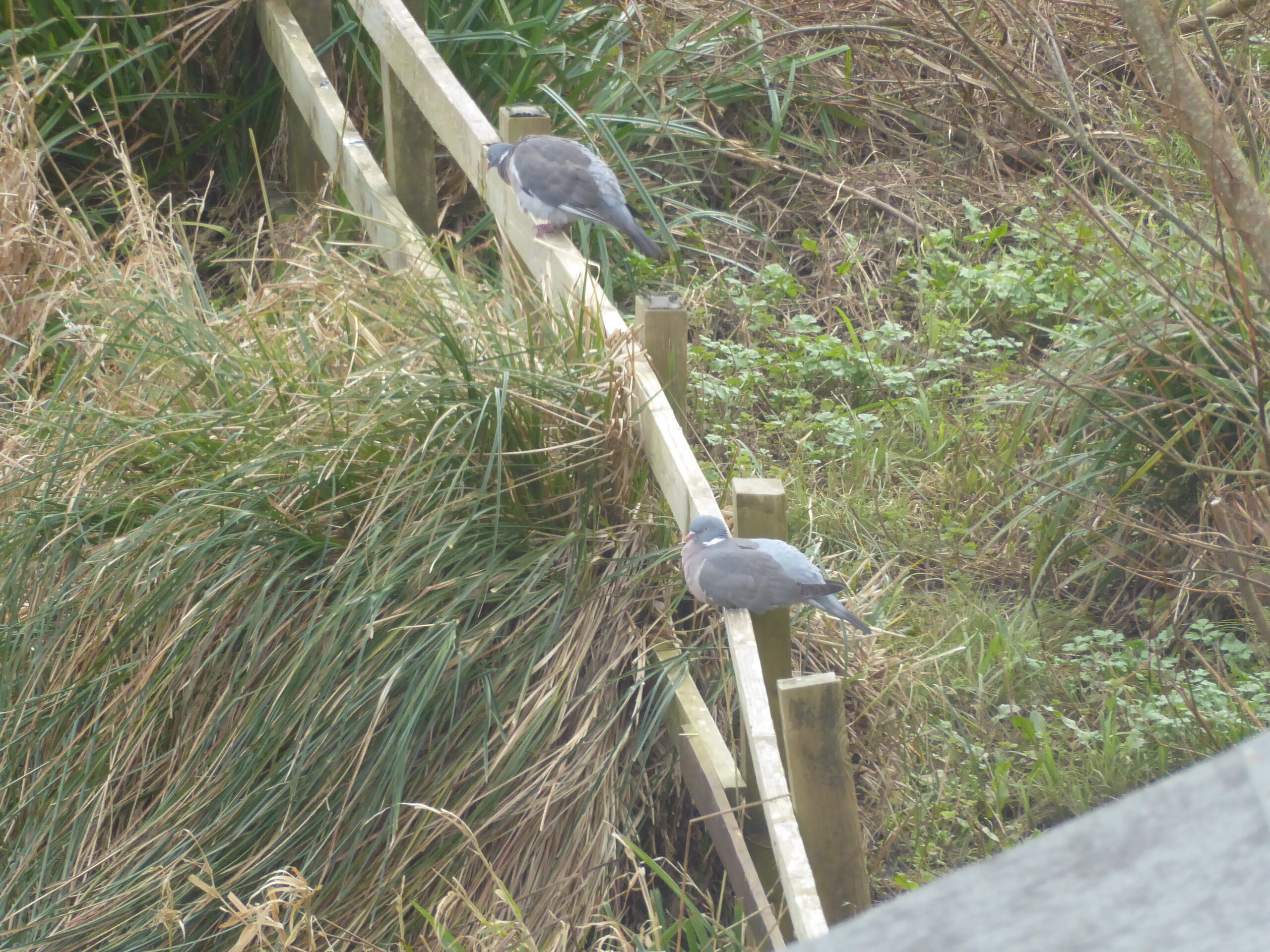 Bird Traffic Report – and Wood Pigeons revisited