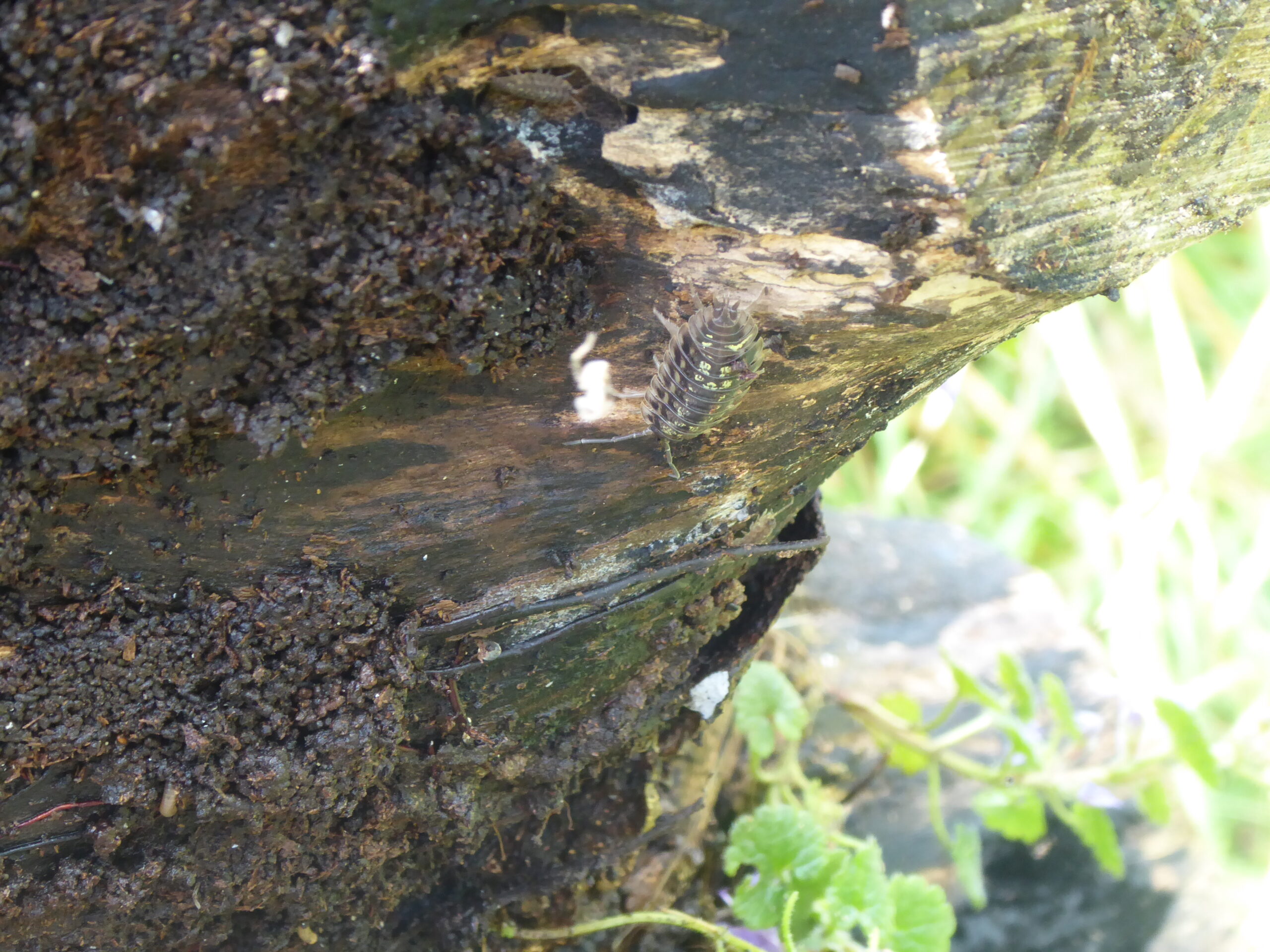 Common Shiny Woodlouse  (Oniscus asellus)