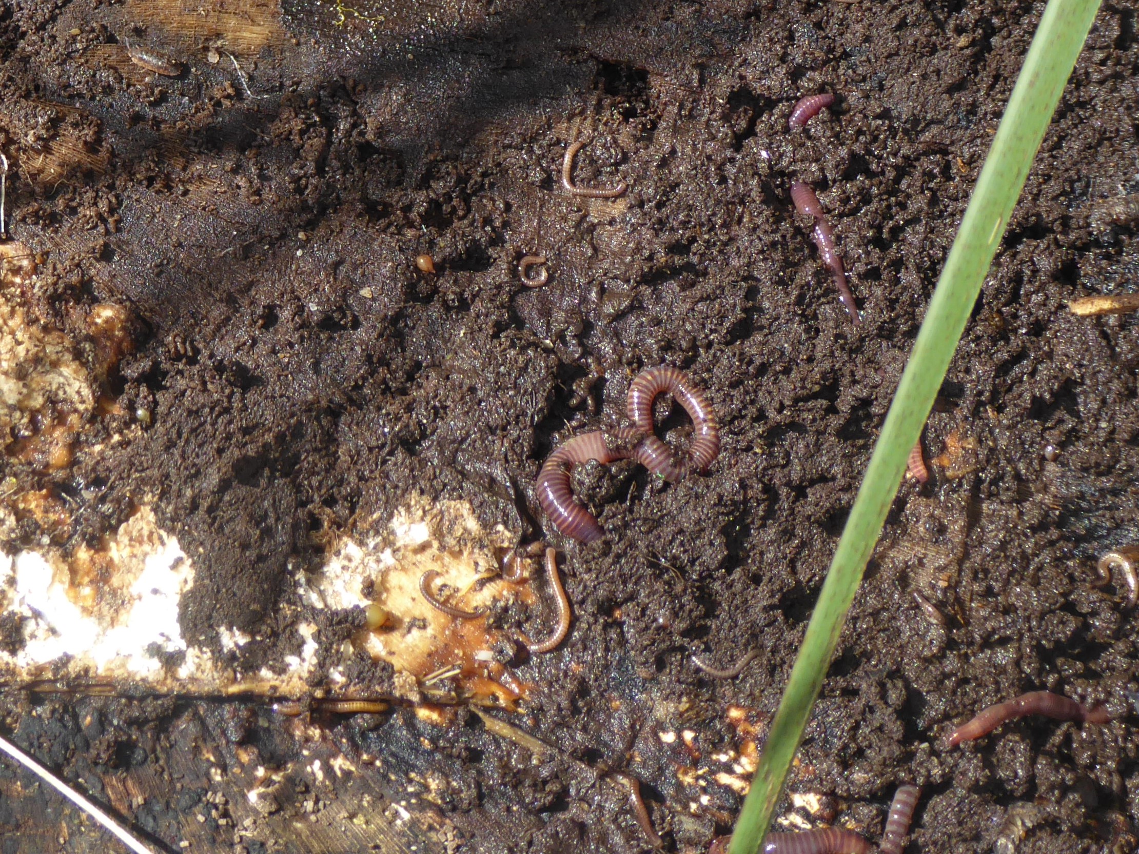 Compost Worm (Eisenia veneta)
