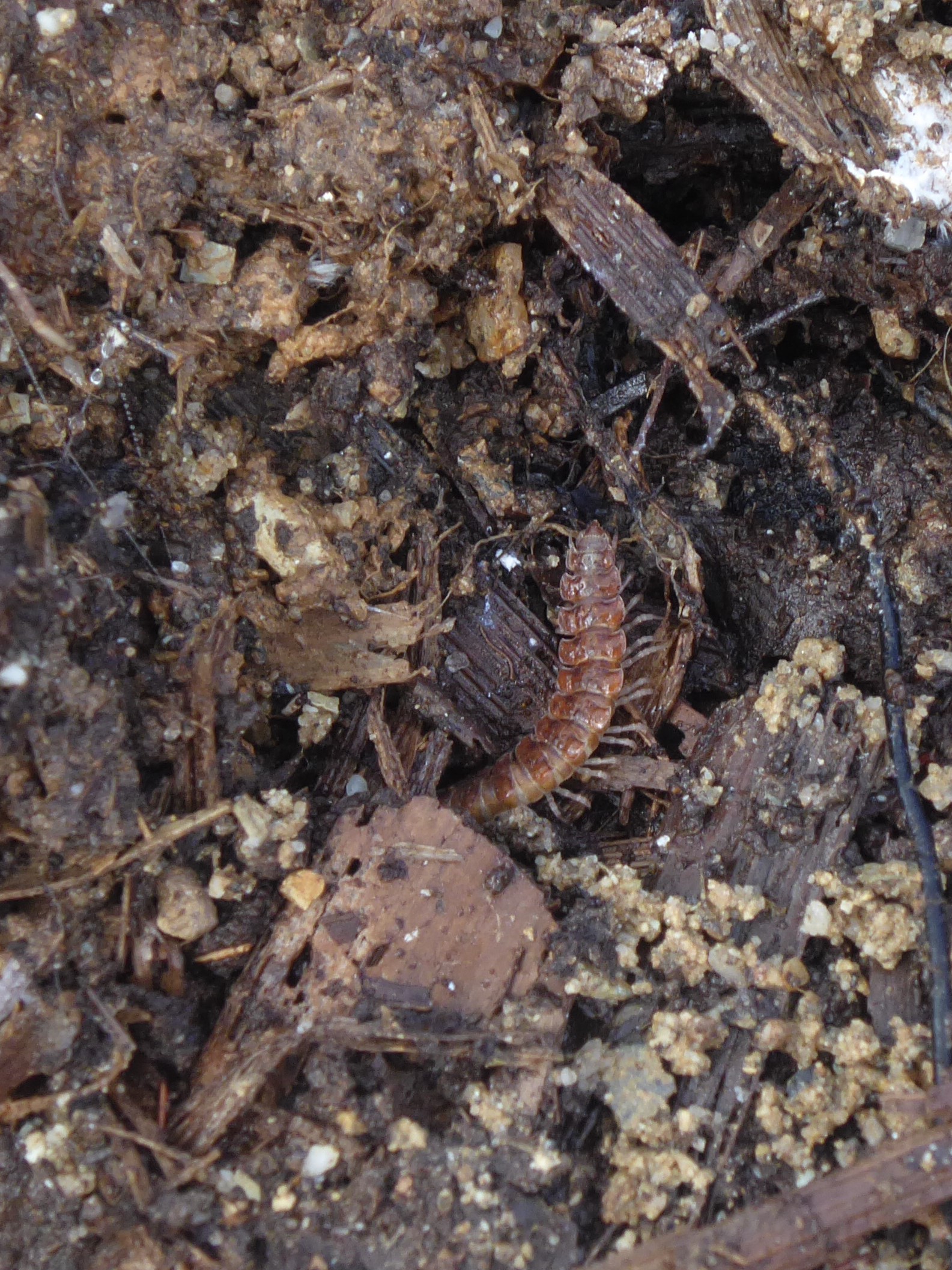 Flat-backed millipede (Polydesmus angustus)
