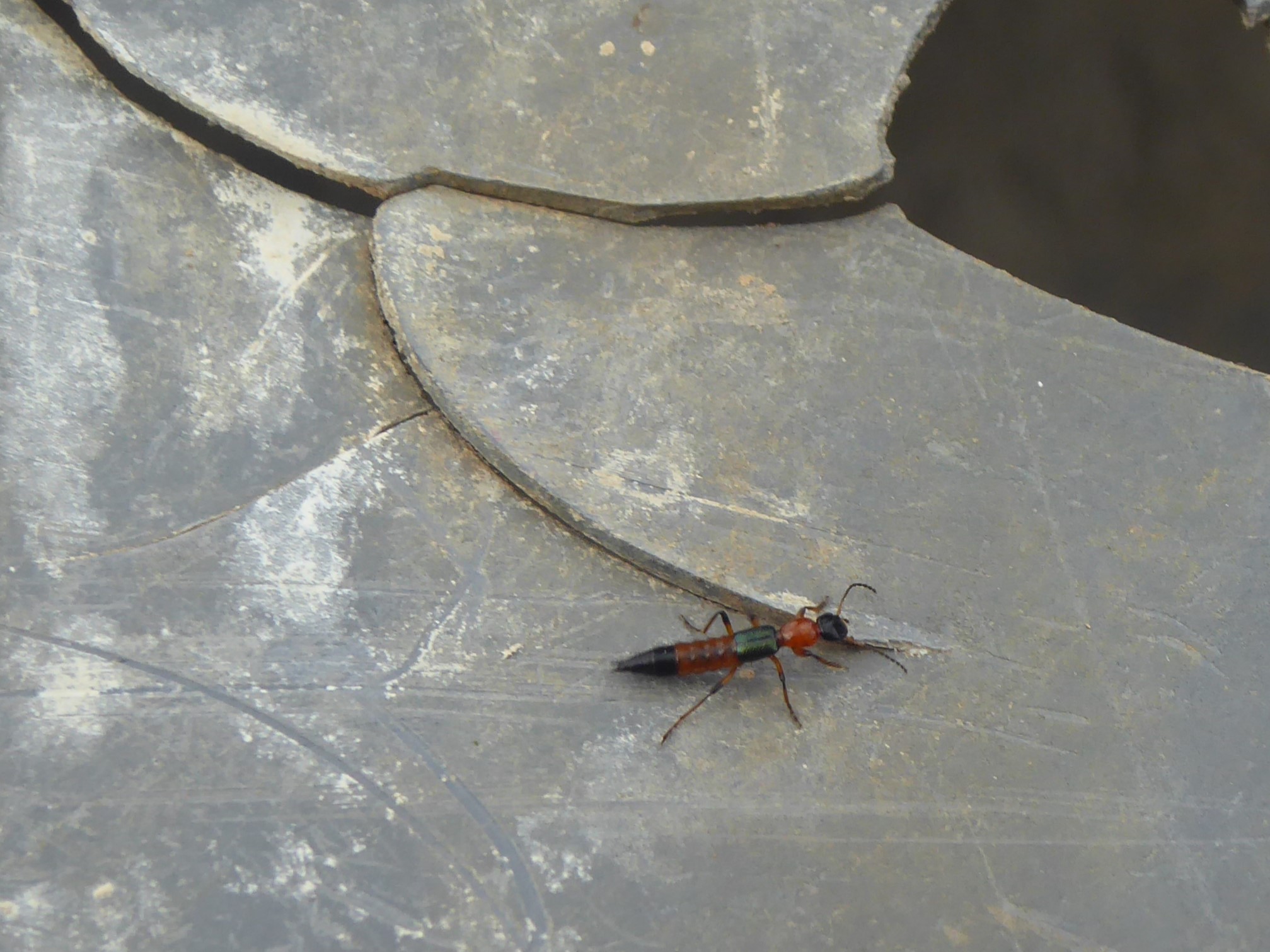 Littoral Whiplash Rove Beetle (Paederus littoralis)