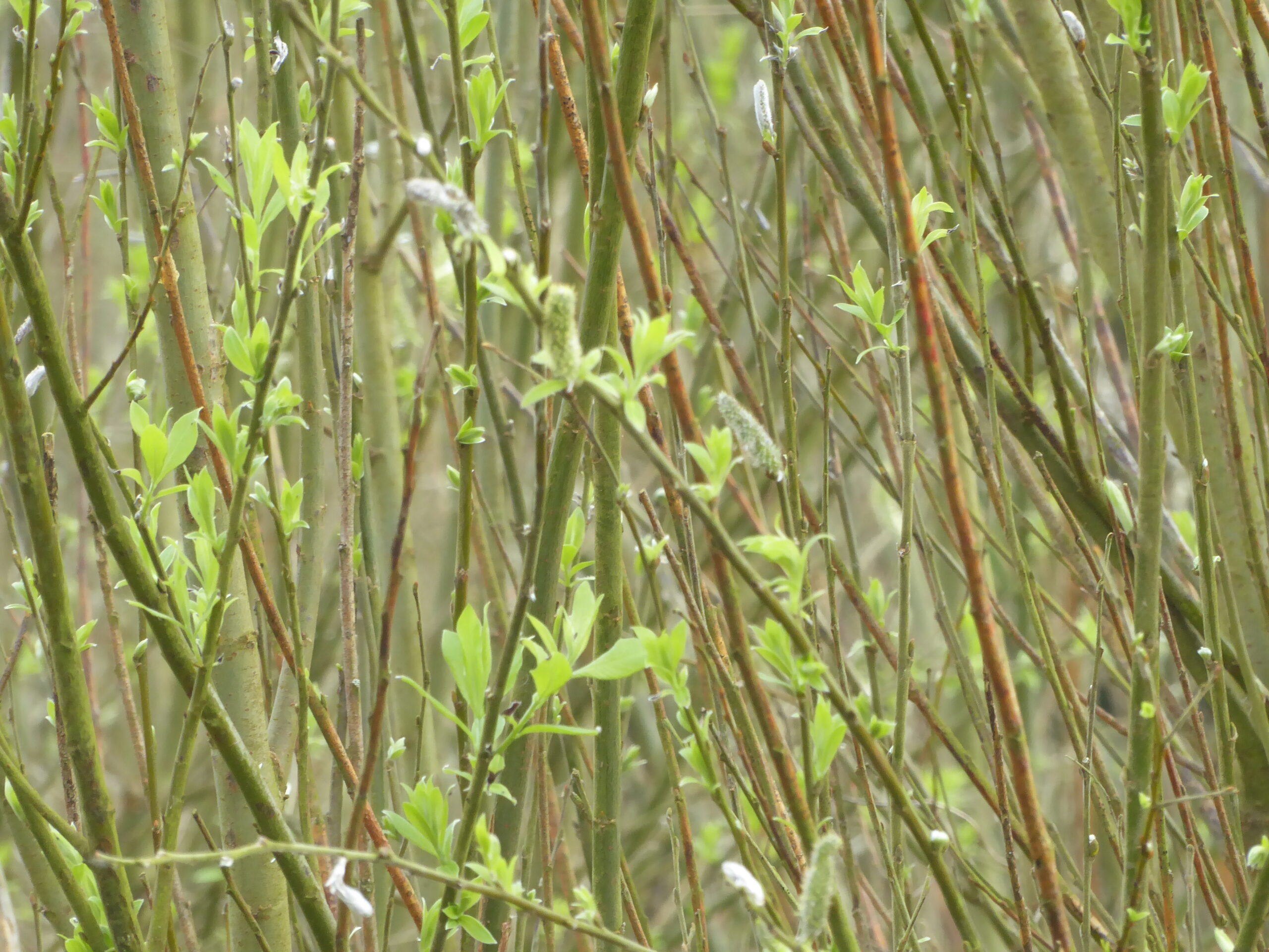 Grey Willow (Salix cinerea) or hybrid with Osier