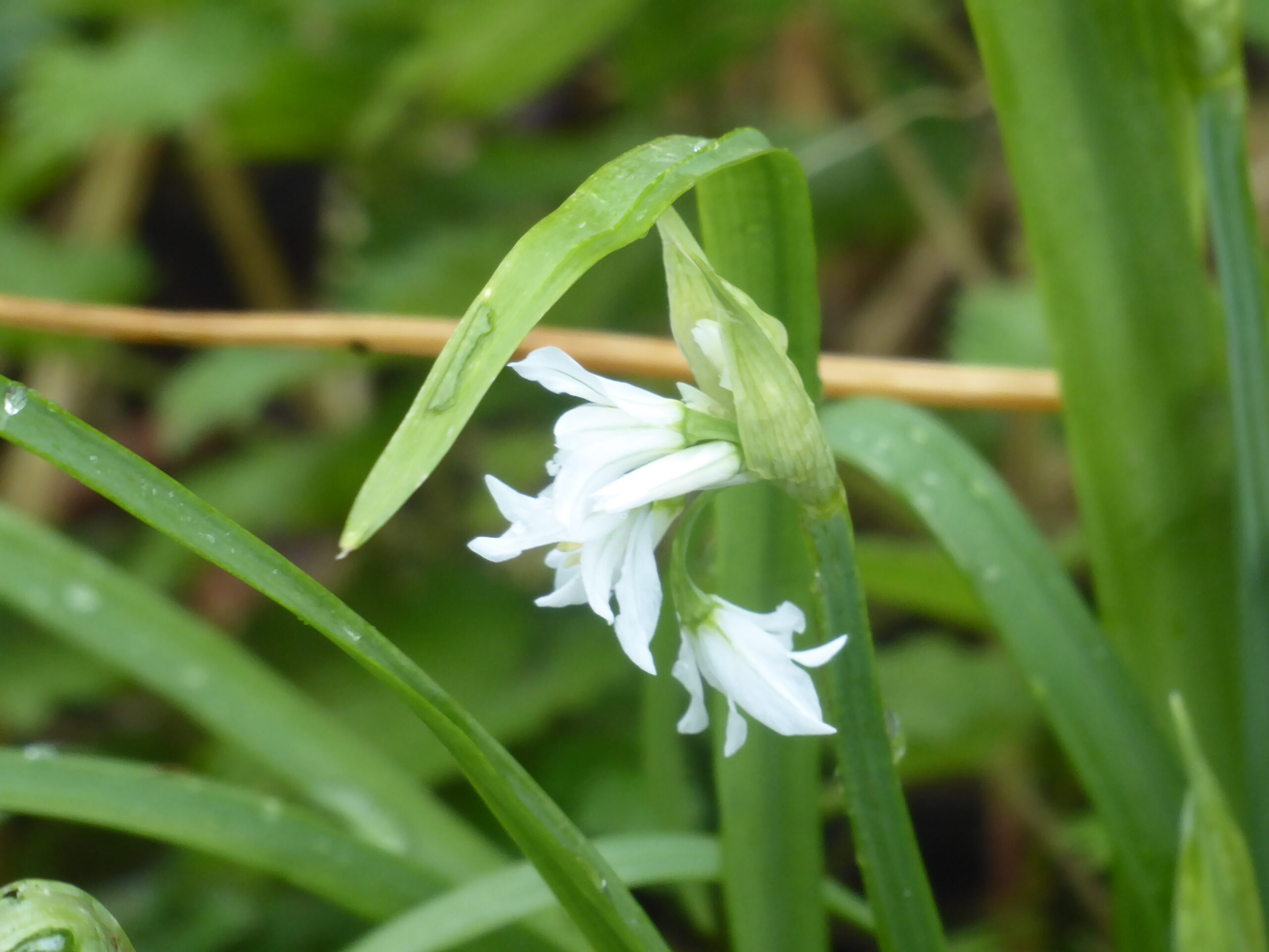 Three-cornered Garlic (Allium triquetrium)