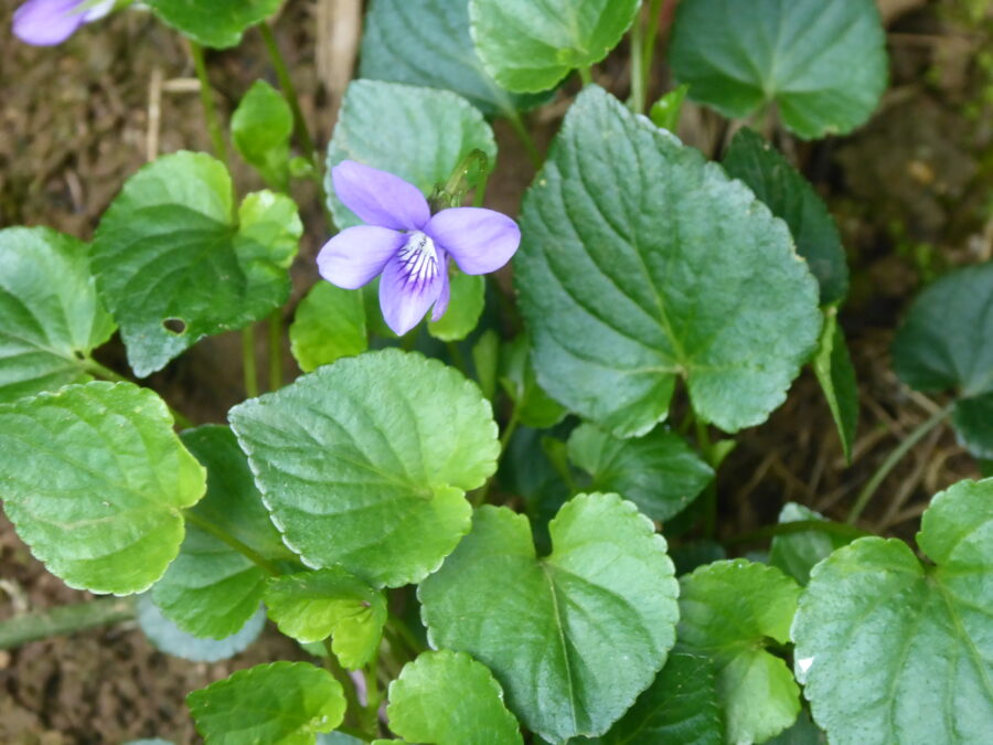 Common Dog Violet (Viola riviniana) - A Year in the Valley