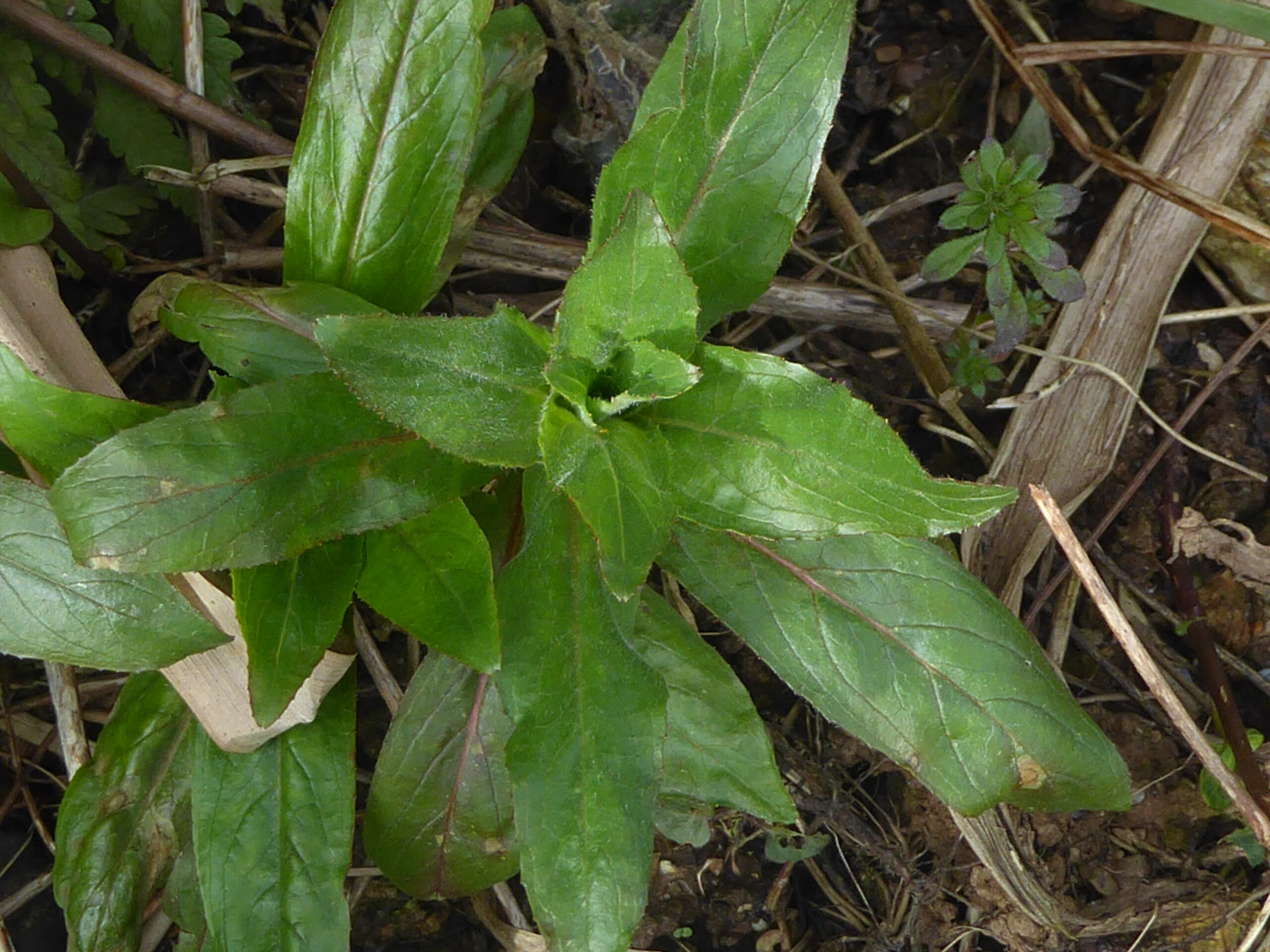 Fringed Willowherb (Epilobium ciliatum)