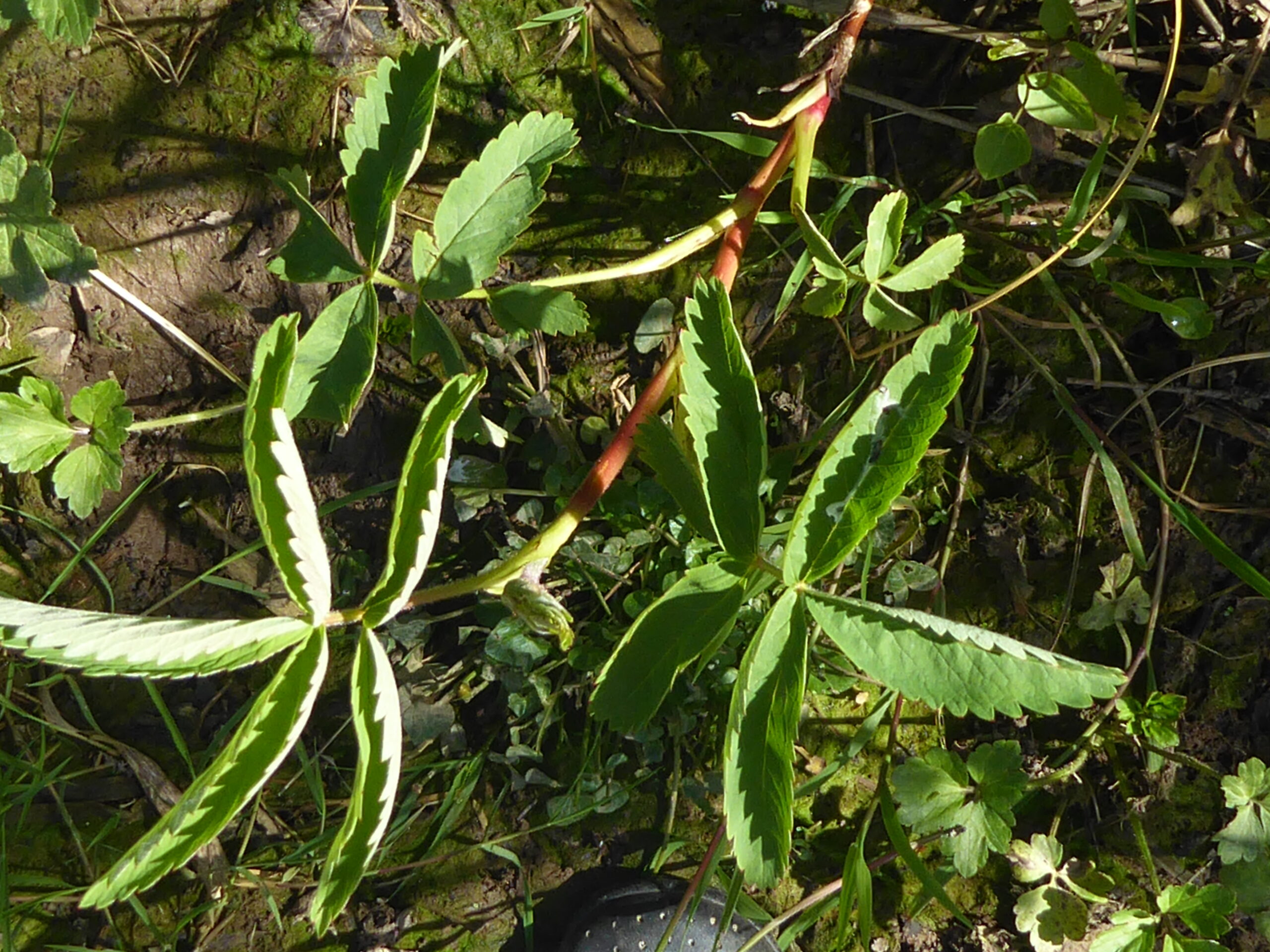 Marsh Cinquefoil (Potentilla palustris)