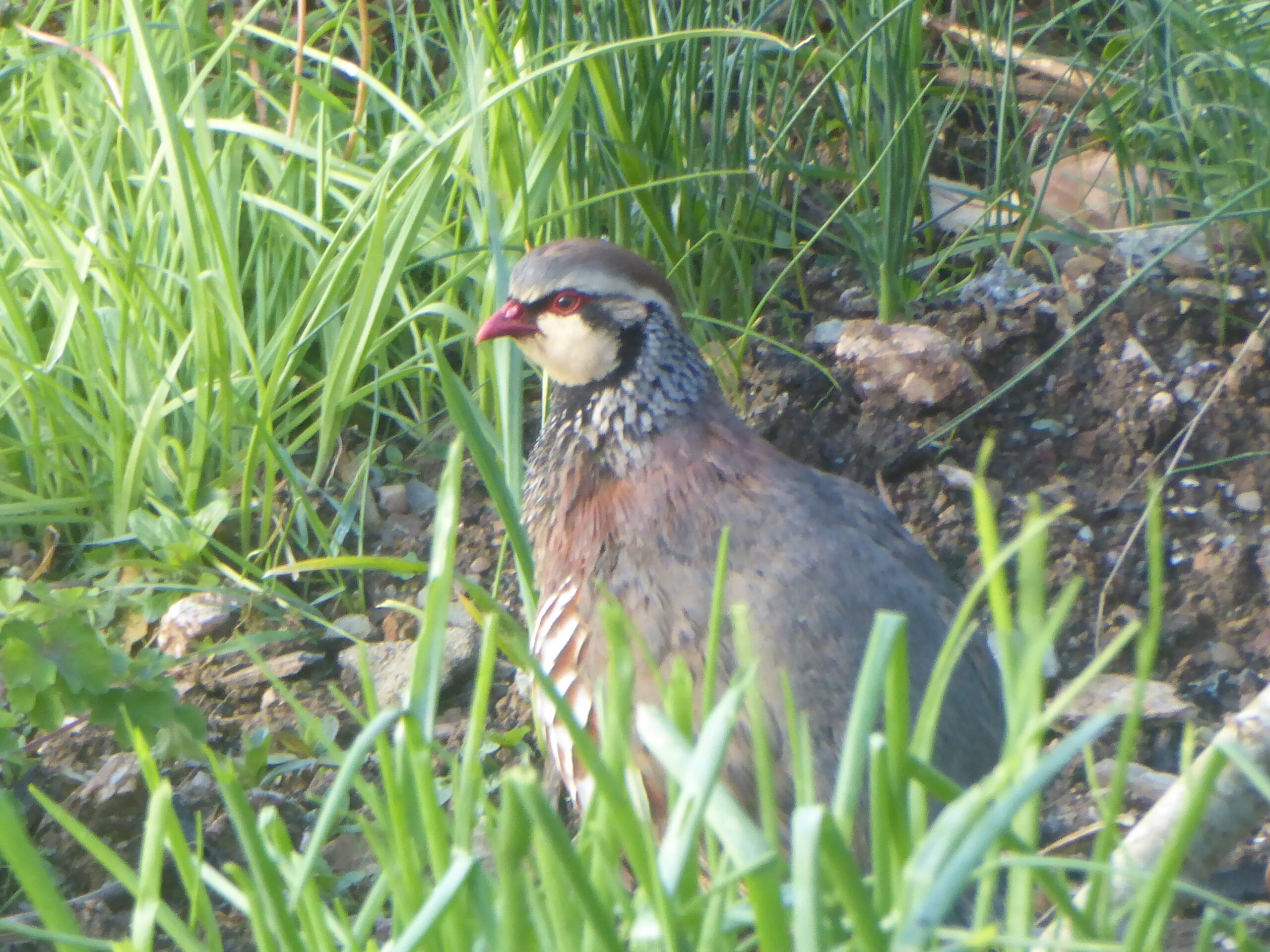 Red-legged Partridge