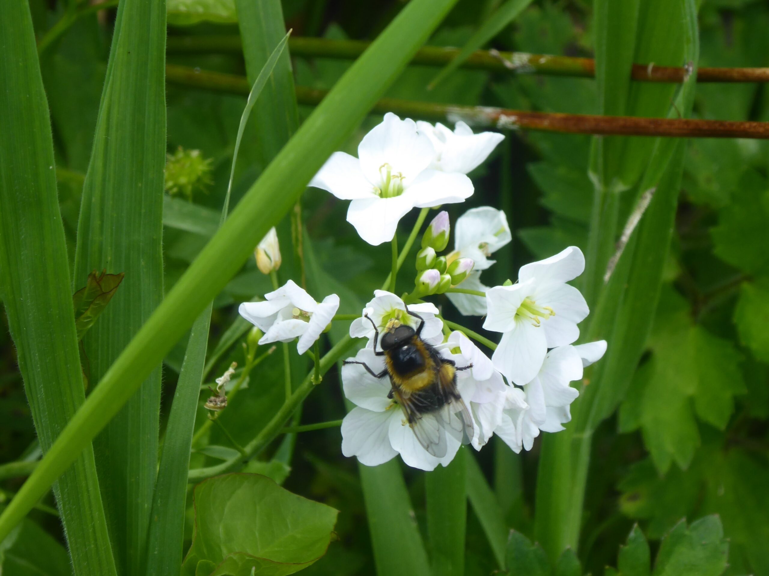 Bumblebee Plumehorn (Volucella bombylans)