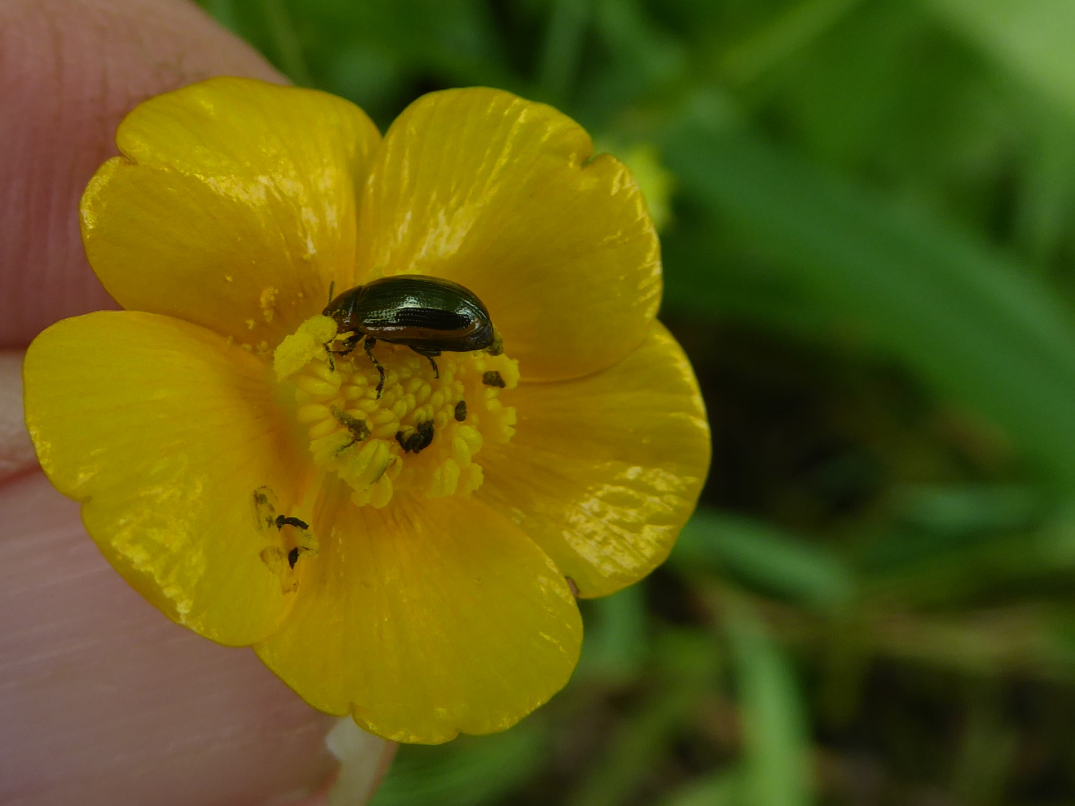 Hydrothassa marginella Beetle