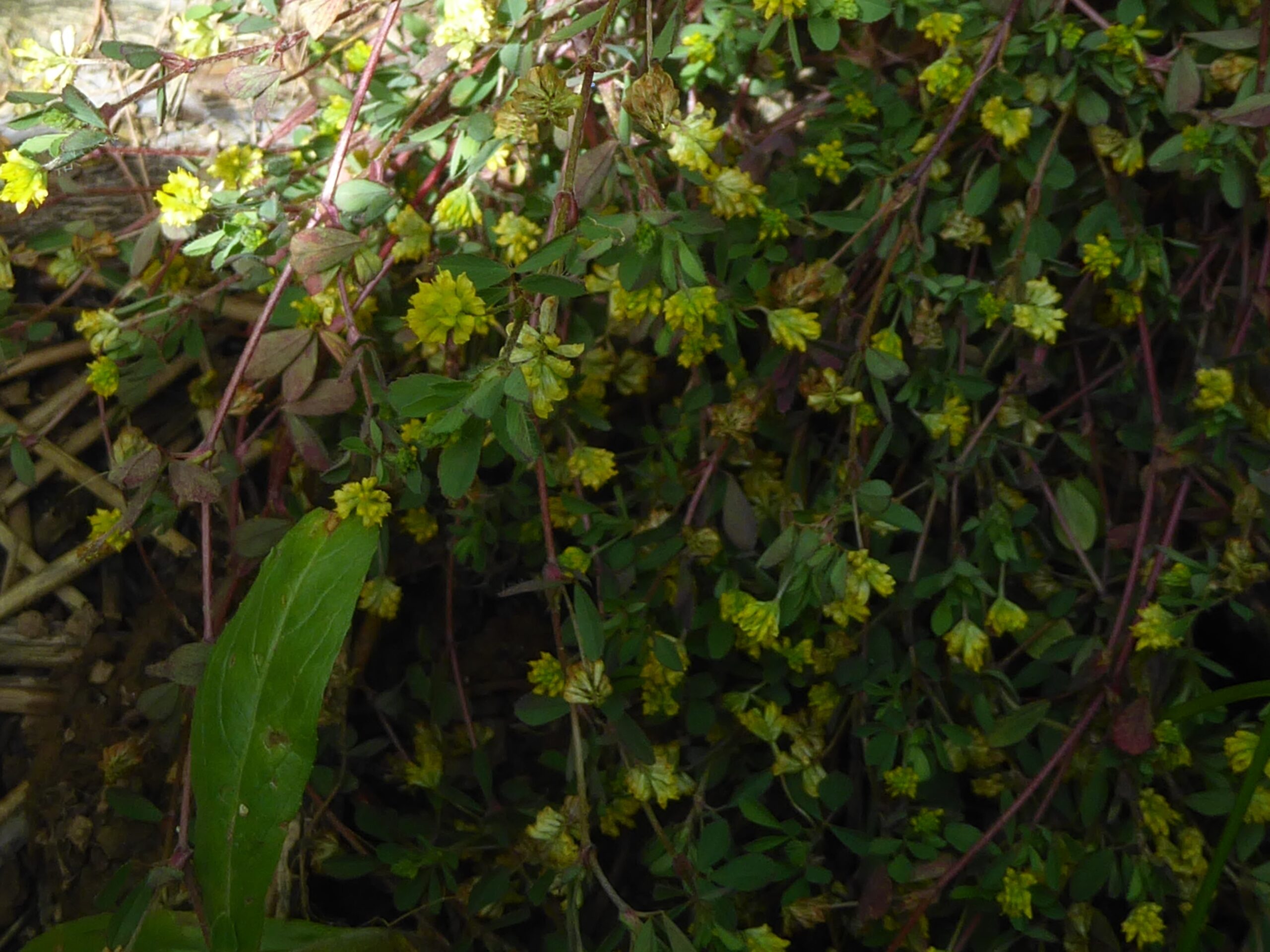 Lesser Trefoil (Trifolium dubium)