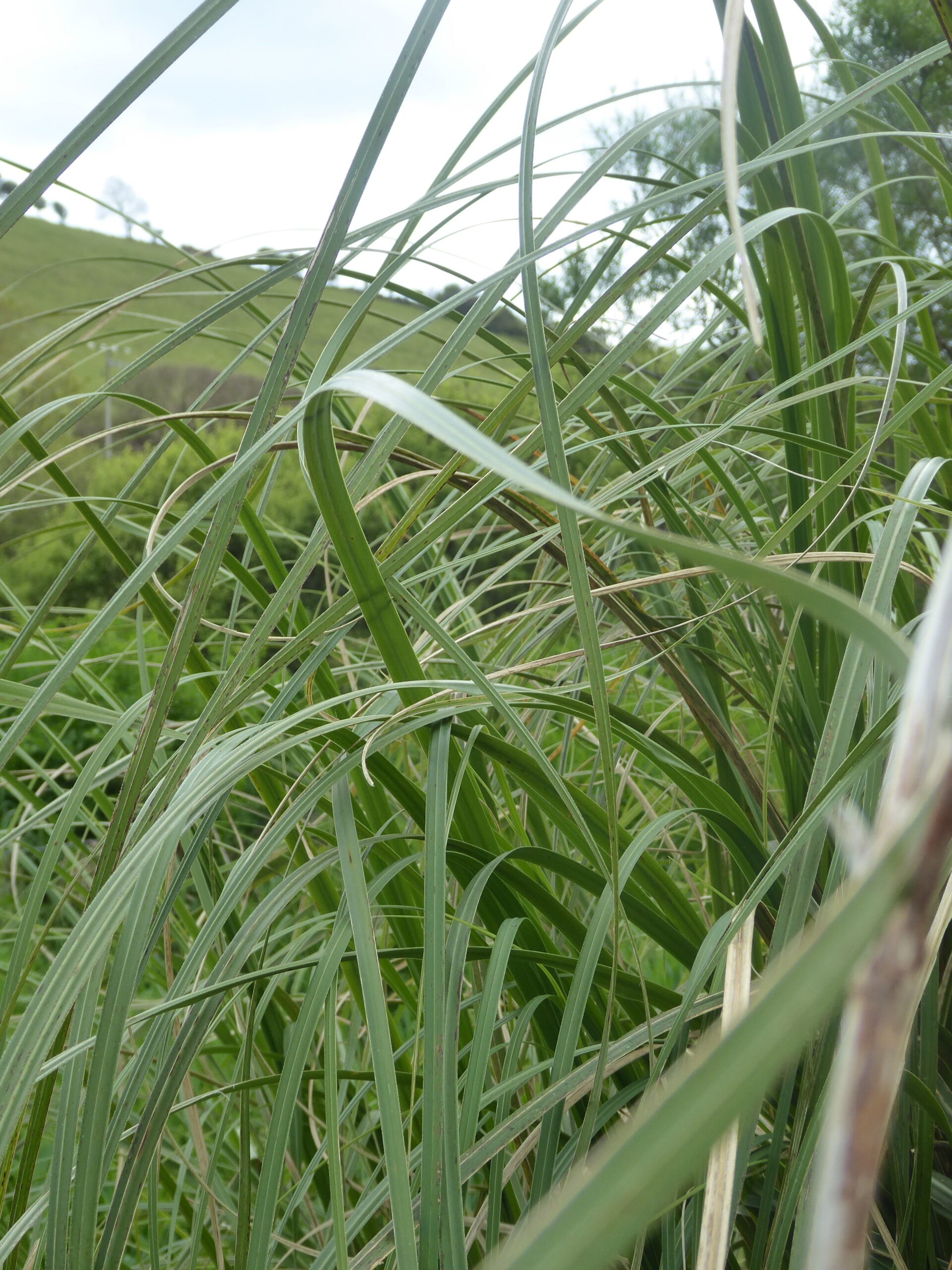 Pampas Grass (Cortaderia sellonana)