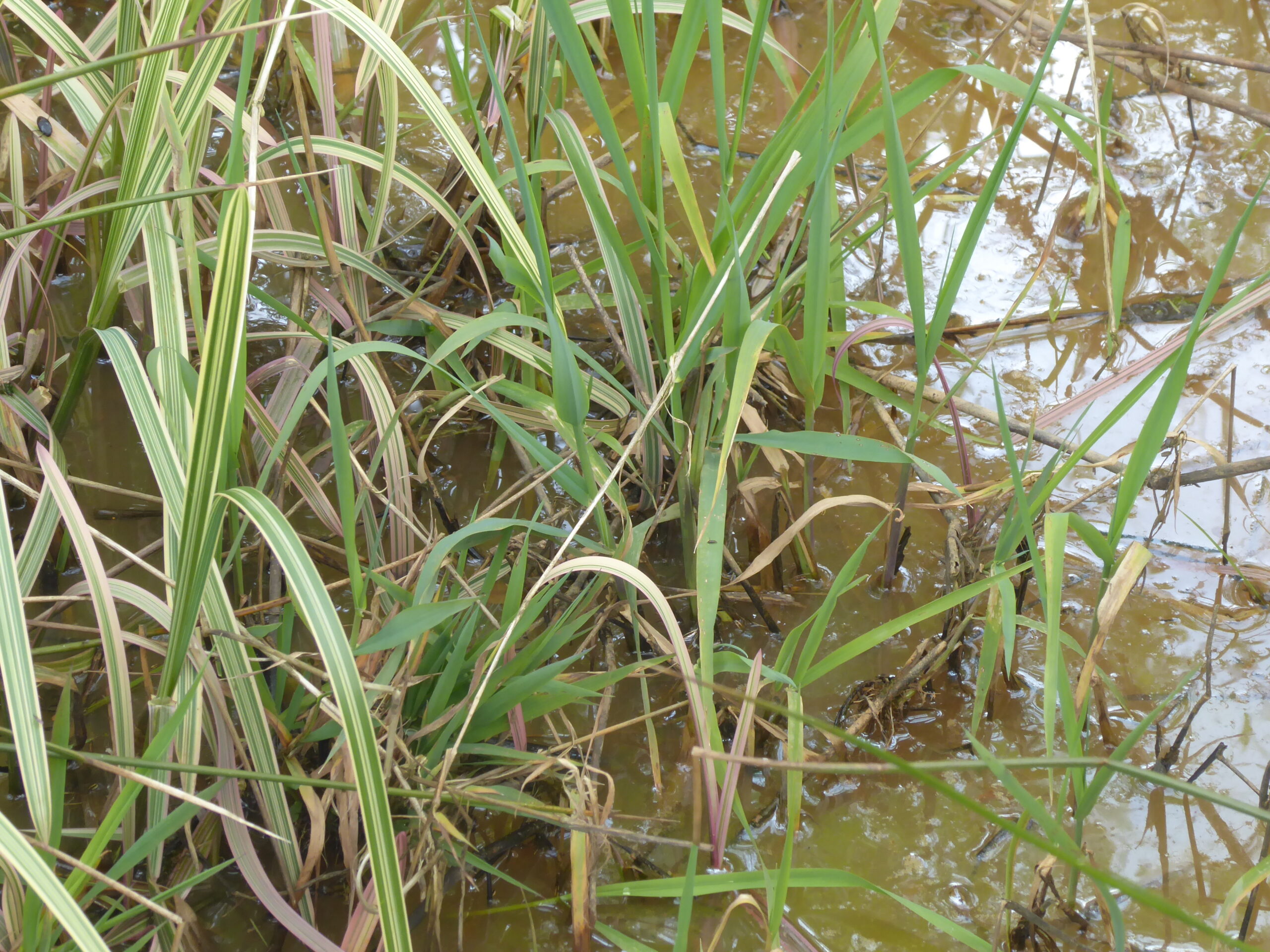 Ribbon Grass (Phalaris arundinacea var picta)