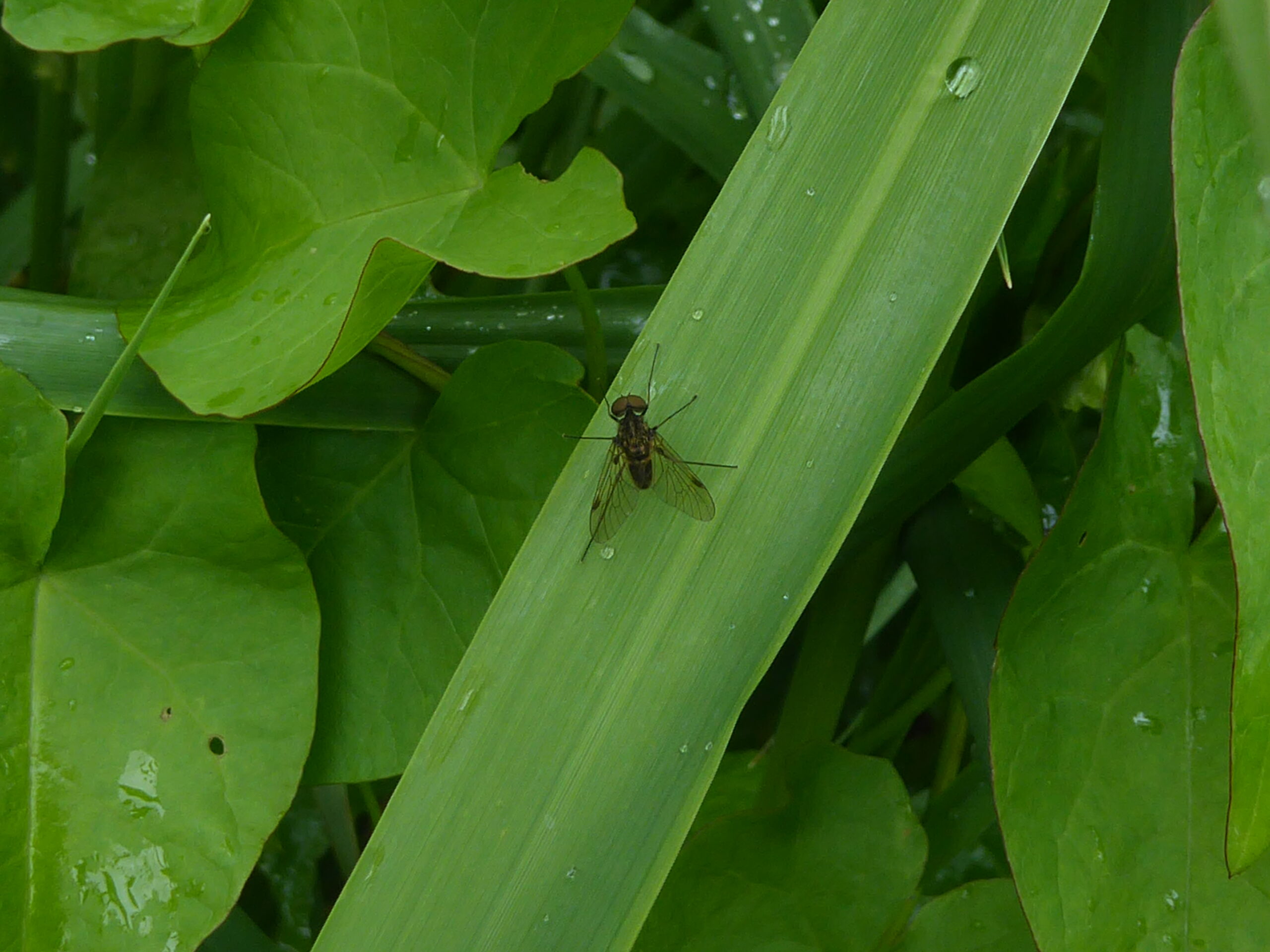 Snipe Fly (Chryopilus cristatus)